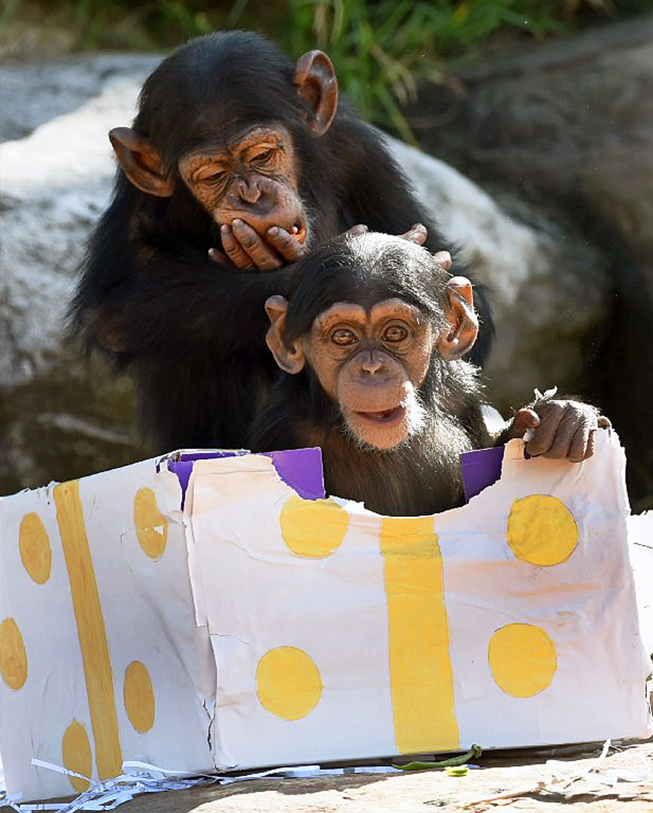 Taronga Zoo's baby chimpanzees play with their Christmas treats in Sydney on Dec. 4, 2015.