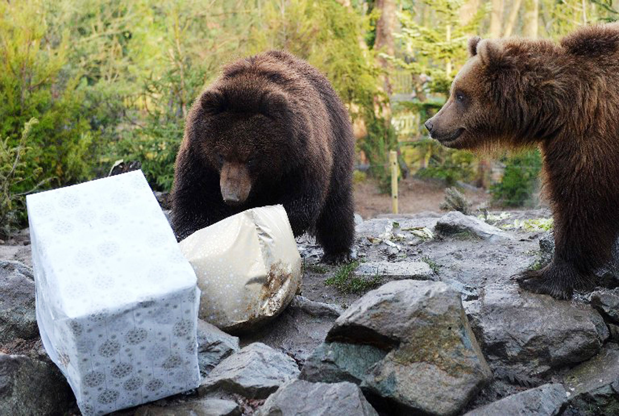 Grizzly bears Igor, left, and Irina open a Christmas package filled with food at the zoo in La Fleche, northwestern France, on Dec. 23, 2015.