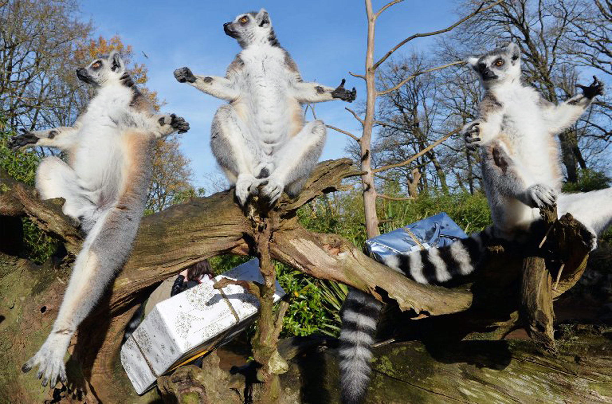 A group of lemurs prepare to open a Christmas package filled with food on Dec. 23, 2015 at the zoo in La Fleche, northwestern France.