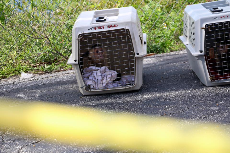 A Florida woman was found dead in Budget Inn motel room with two caged monkeys, authorities said.