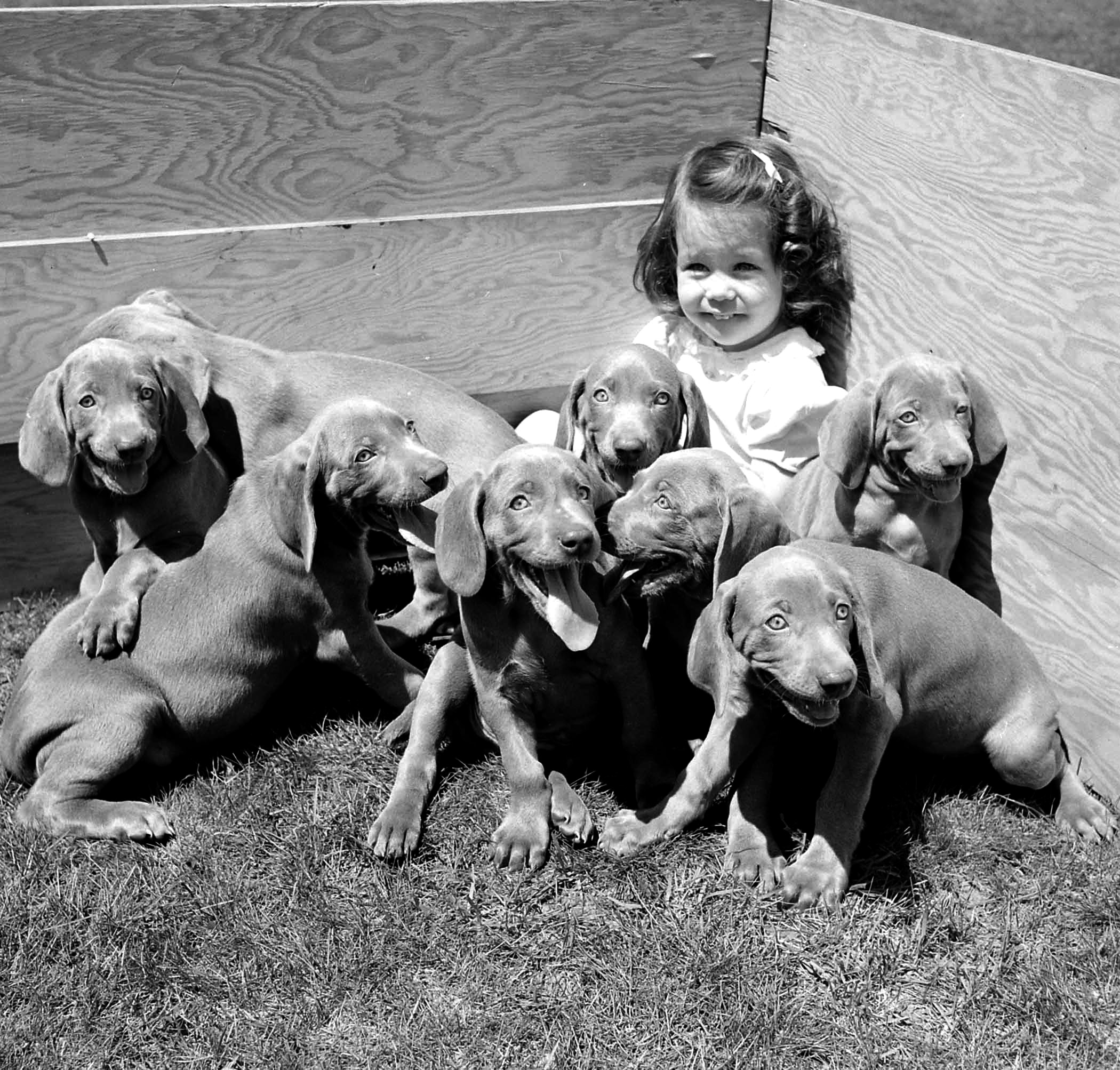 Christina Goldsmith and her Weimaraner puppies.
