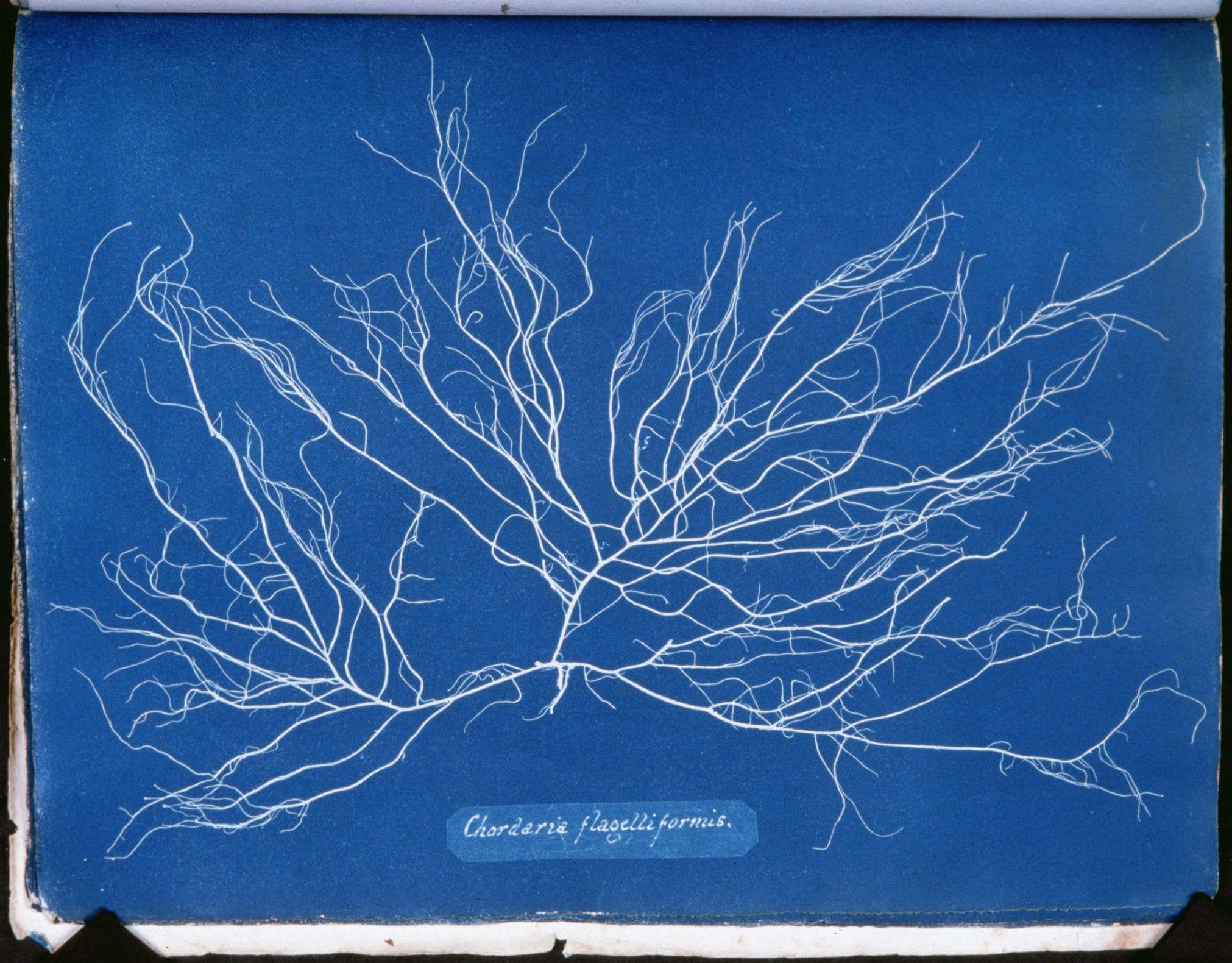 Chordaria flagelliformis,  Cyanotype impression dated 1843-1853.