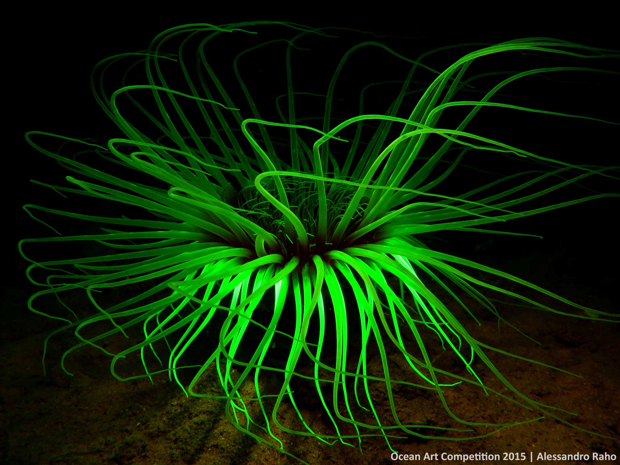 The use of these particular filters makes the fluorescence of some animal species stand out.  They are typically used in night diving, but for this photo I used them during the day.  - Alessandro Raho
