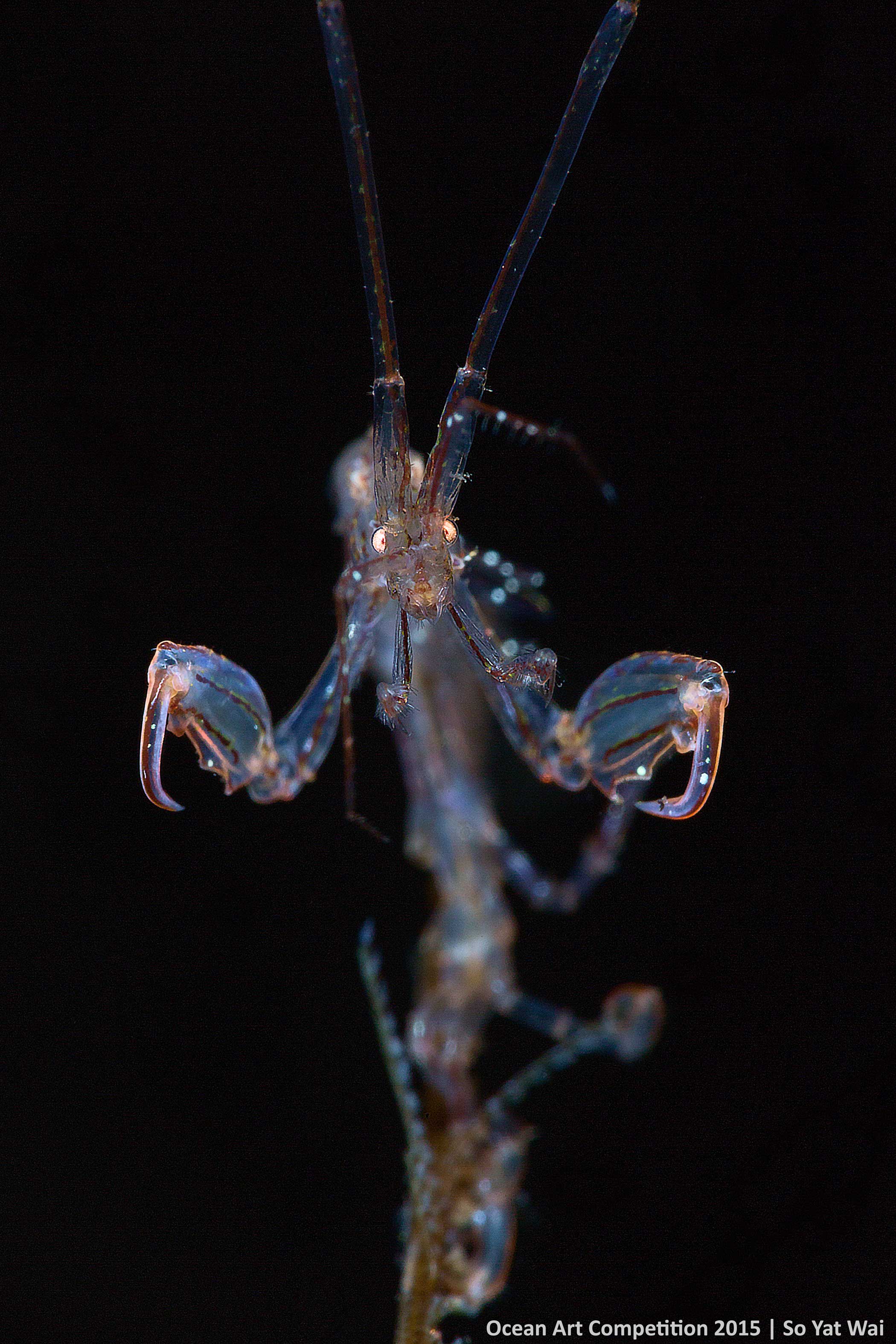 Owing to the shallow depth of field of super macro photography, it is hard to get both claws, face and tentacles in focus. Therefore i had kept shooting when I felt all of these target points nearly rest in same focal plane. I took around 60 shoots in order to get the skeleton shrimp stay in the centre of the frame and all target points in sharp focus.  - So Yat Wai