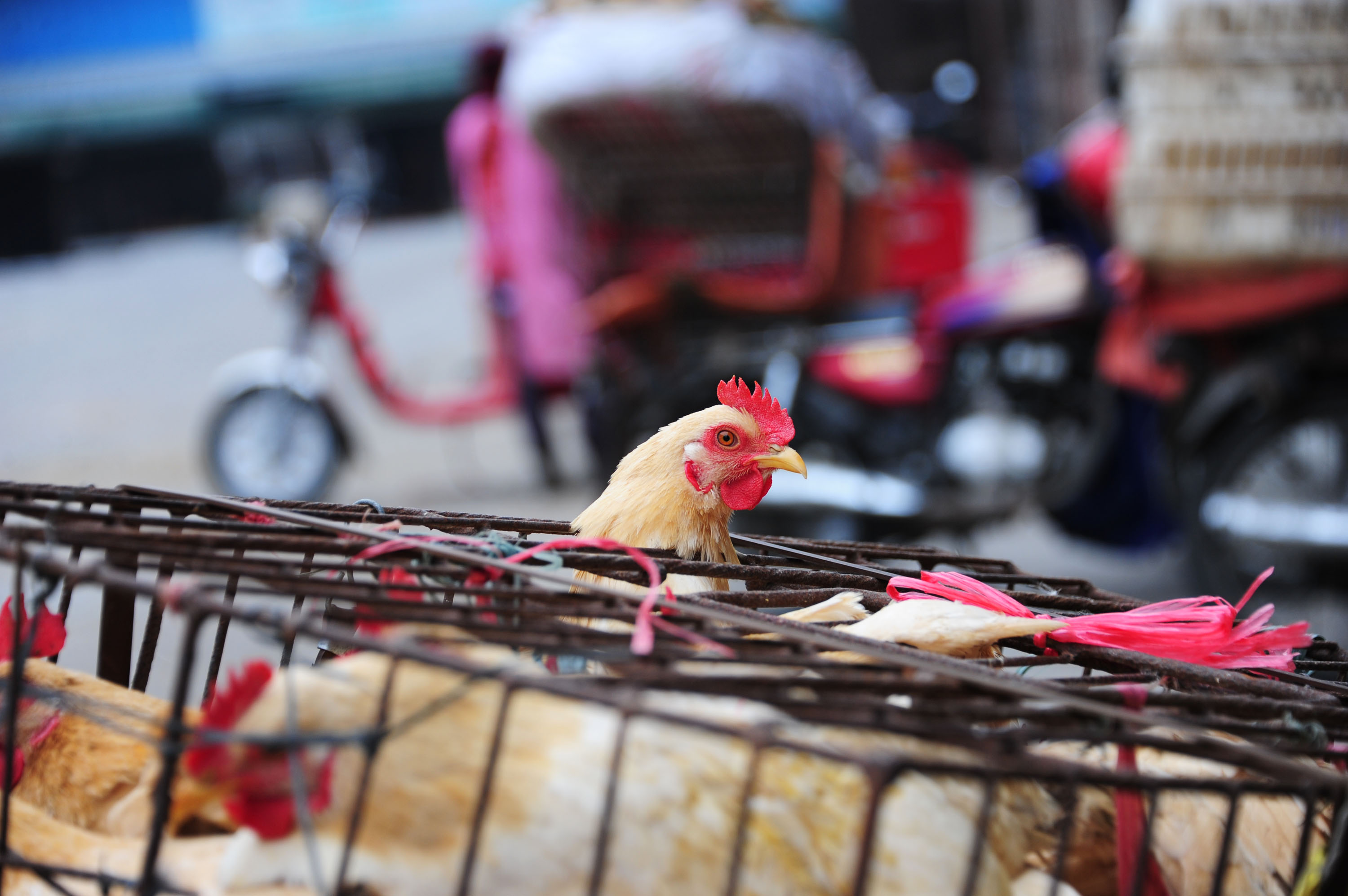 Two H5N6 cases reported in S China including one death