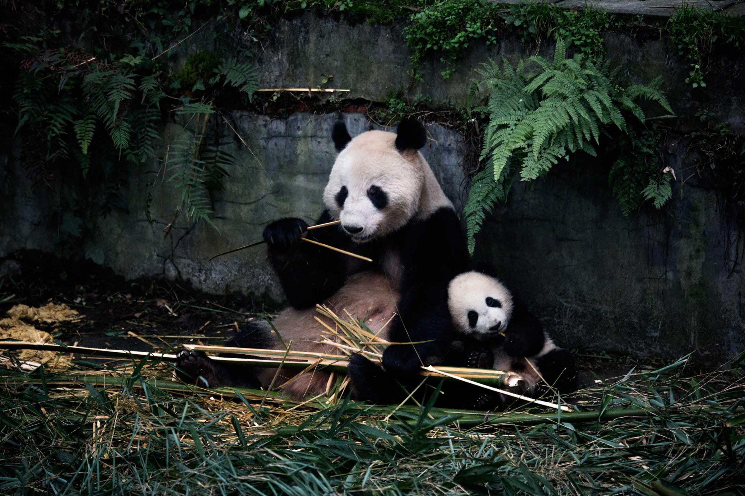 A panda and her baby eat bamboo in their enclosure at the Bifengxia Panda Base in Ya'an, Sichuan Province, China, Dec. 3, 2015.