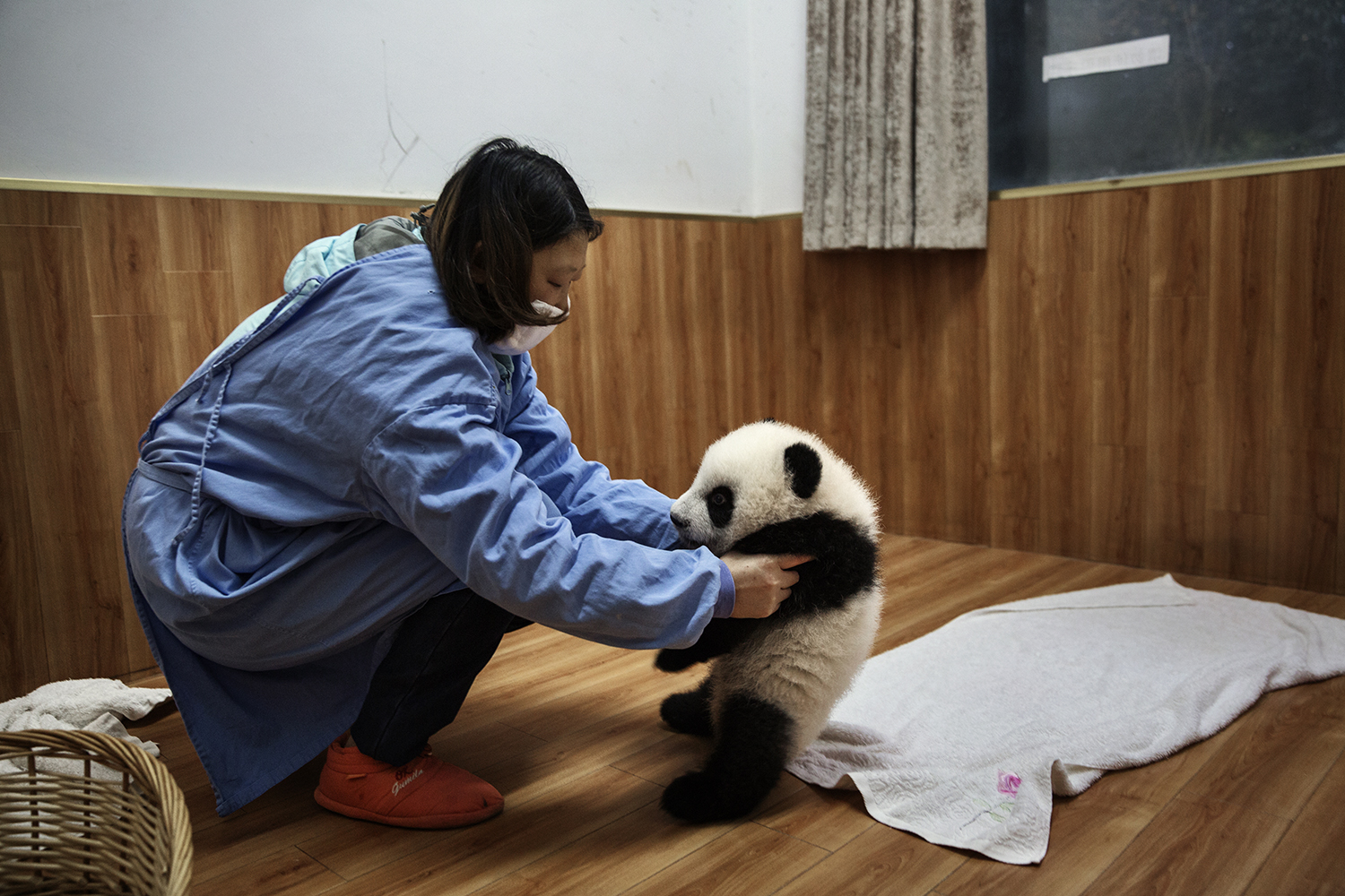 An employee plays with a baby panda at the Bifengxia Panda Base, Dec. 3, 2015.