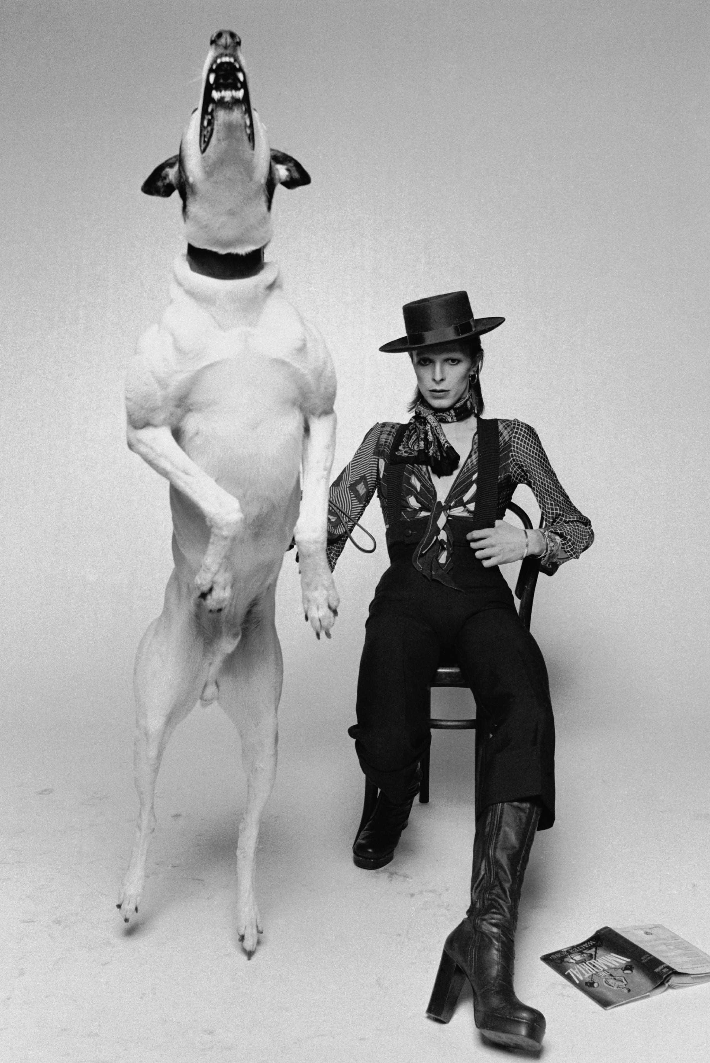 David Bowie is seen with a large barking dog while working on the artwork for his album Diamond Dogs in London in 1974.