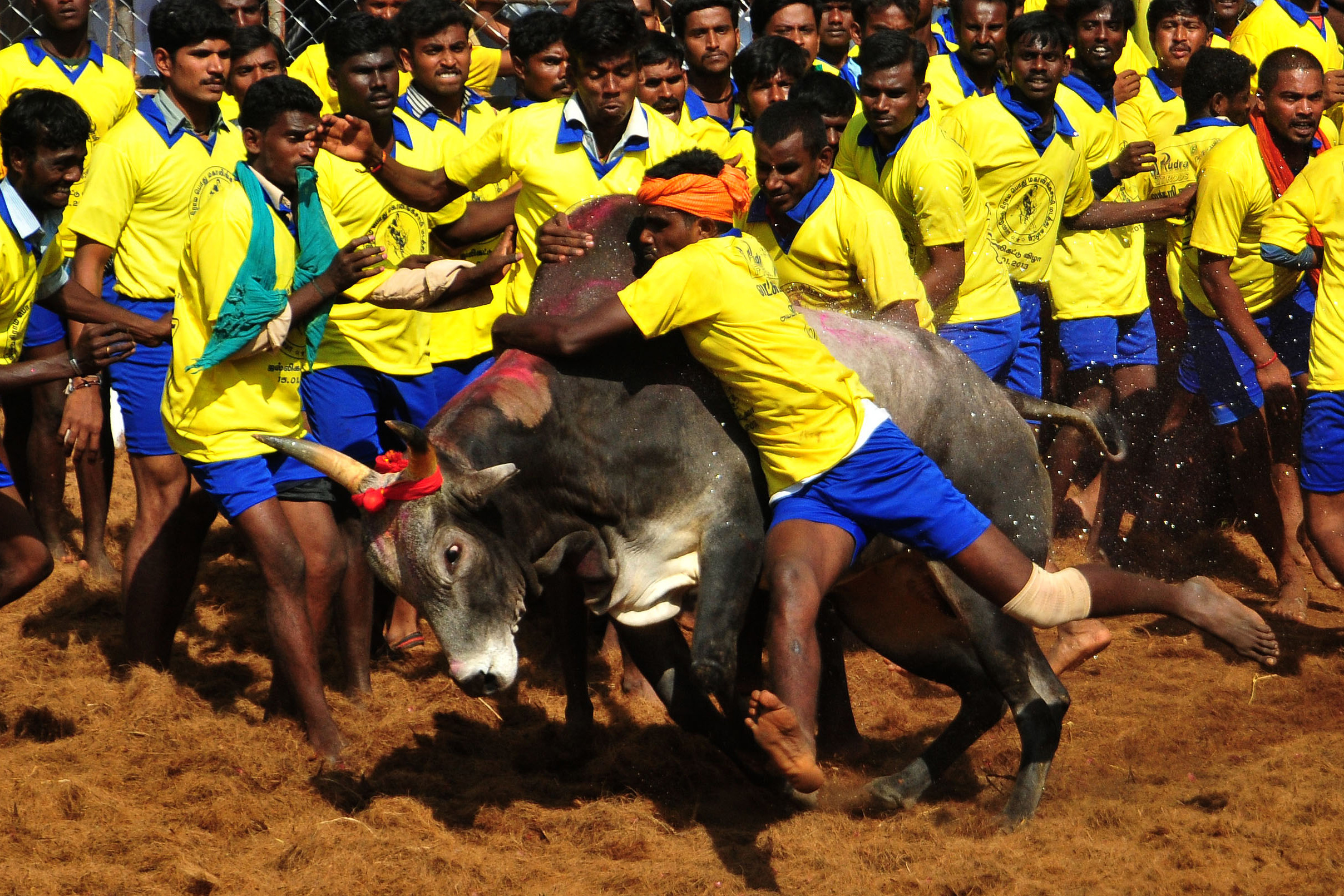 Participants attempt to hold down a bull during the traditional bull taming festival called 'Jallikattu' in Palamedu near Madurai, Jan. 15, 2013 (STRDEL—AFP/Getty Images)