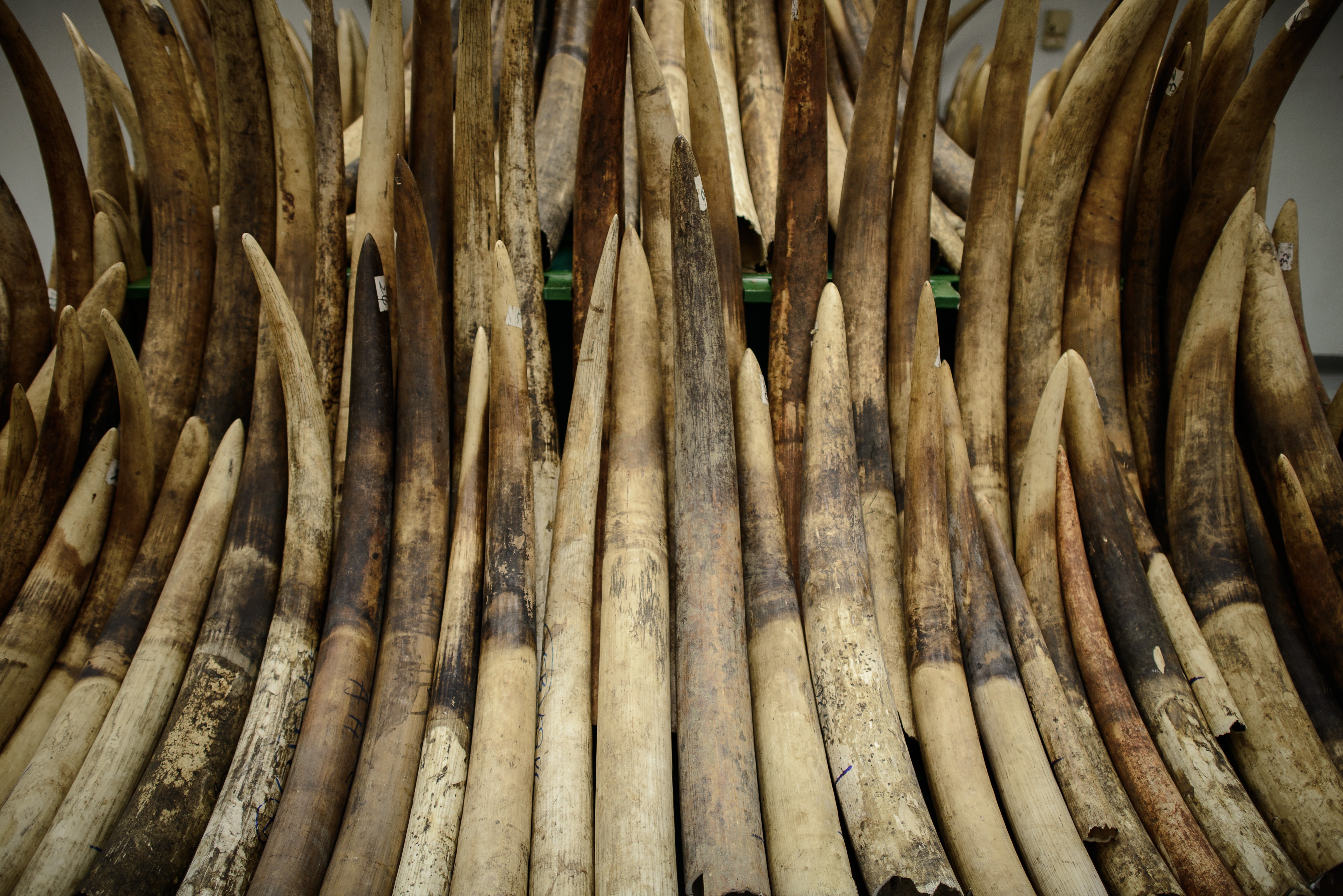 Seized ivory tusks are displayed prior to their destruction by incineration in Hong Kong on May 15, 2014 (Philippe Lopez—AFP/Getty Images)