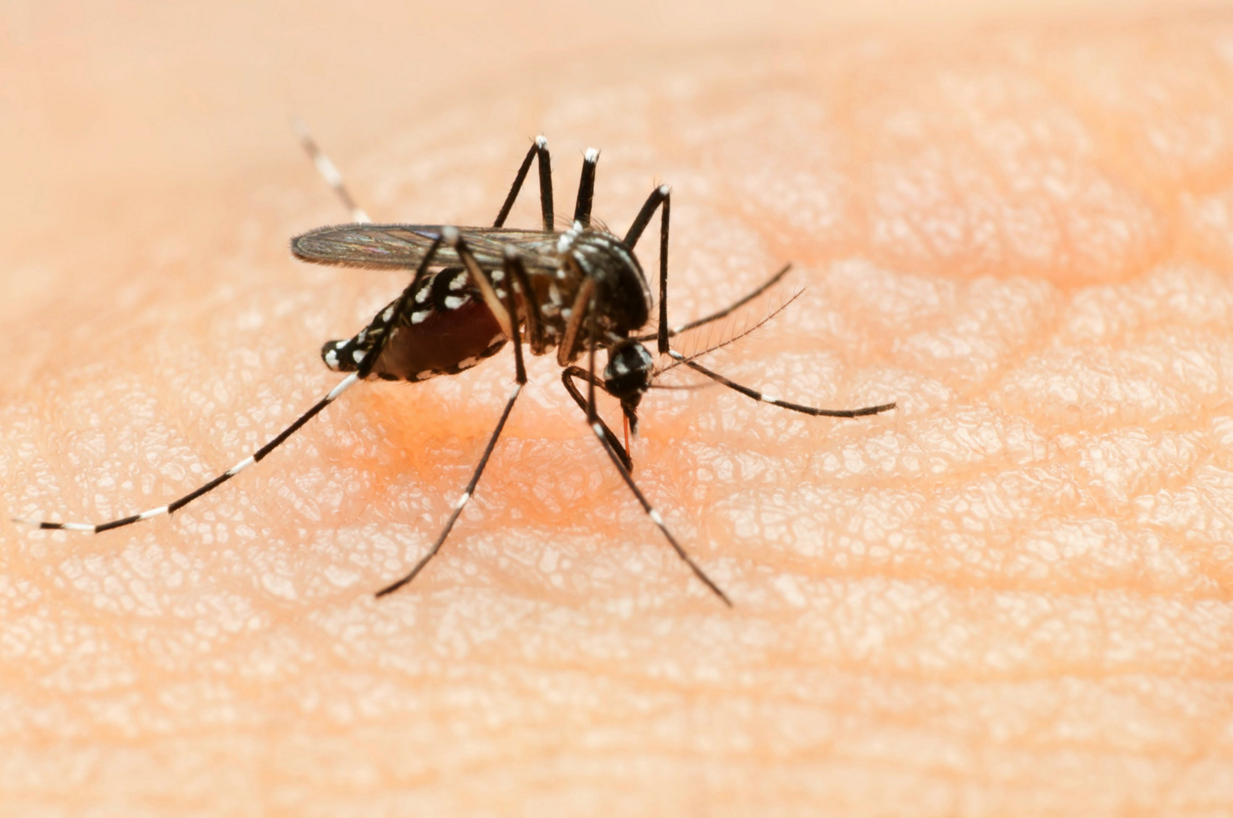 Dengue fever, Chikungunya virus and Zika virus are spread by the bite of an infected Aedes mosquito. (Universal History Archive/UIG/Getty Images)
