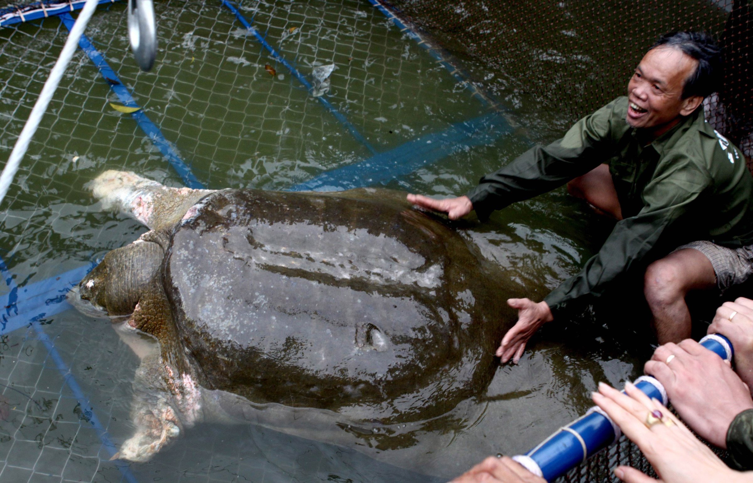 A giant soft-shell turtle (Rafetus swinhoei) which is considered a sacred symbol of Vietnamese independence is guided into a cage for a health check by handlers at Hoan Kiem lake in the heart of Hanoi. Thousands of onlookers cheered in central Hanoi on April 3, 2011 when rescuers captured for treatment the ailing and ancient giant turtle. Legend has it that the turtle is the guardian of a magical sword once used in the 15th century to drive out Chinese invaders. Concern has mounted in recent months over the health of the animal likely to be over 100 years old and one of the last of a critically endangered species -- it is one of only four Rafetus swinhoei turtles known to exist in the world. AFP PHOTO / Vietnam News Agency (Photo credit should read -/AFP/Getty Images)