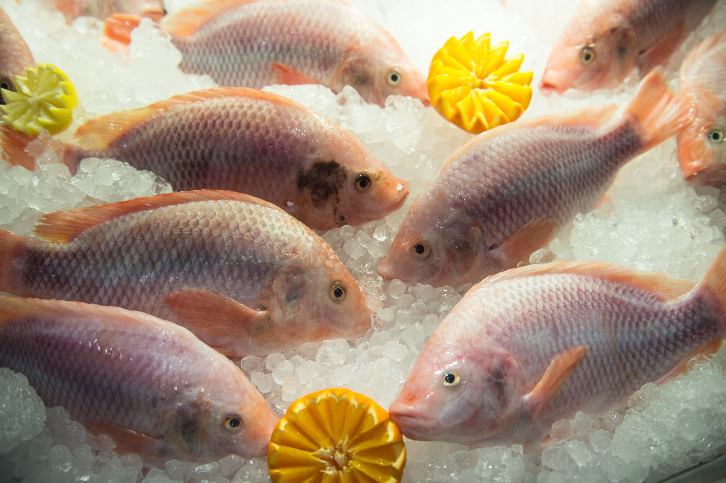 global fish supply