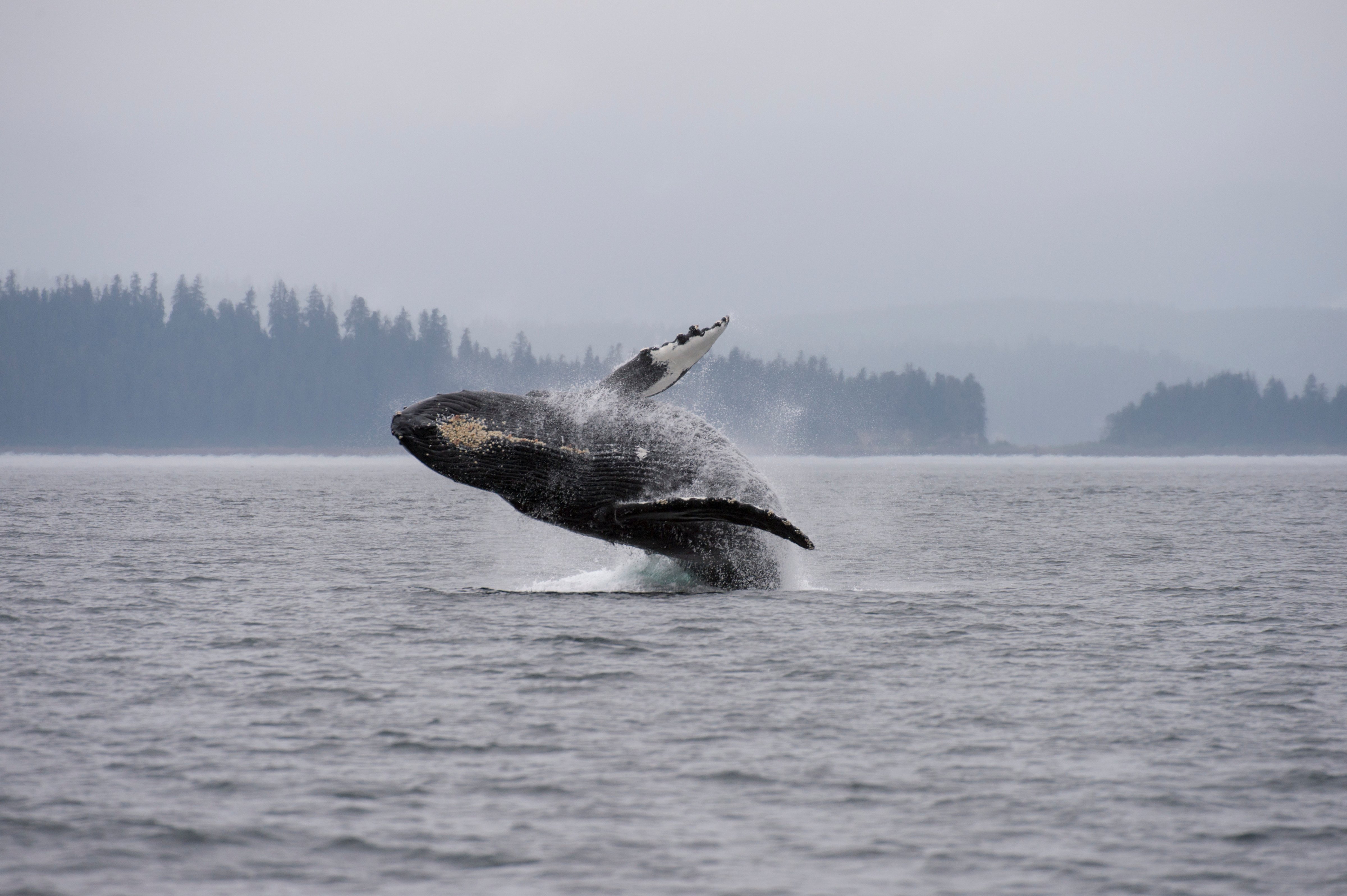 A Humpback whale in the Tongass National Forest, Southeast Alaska in 2013. (Wolfgang Kaehler—Getty Images)
