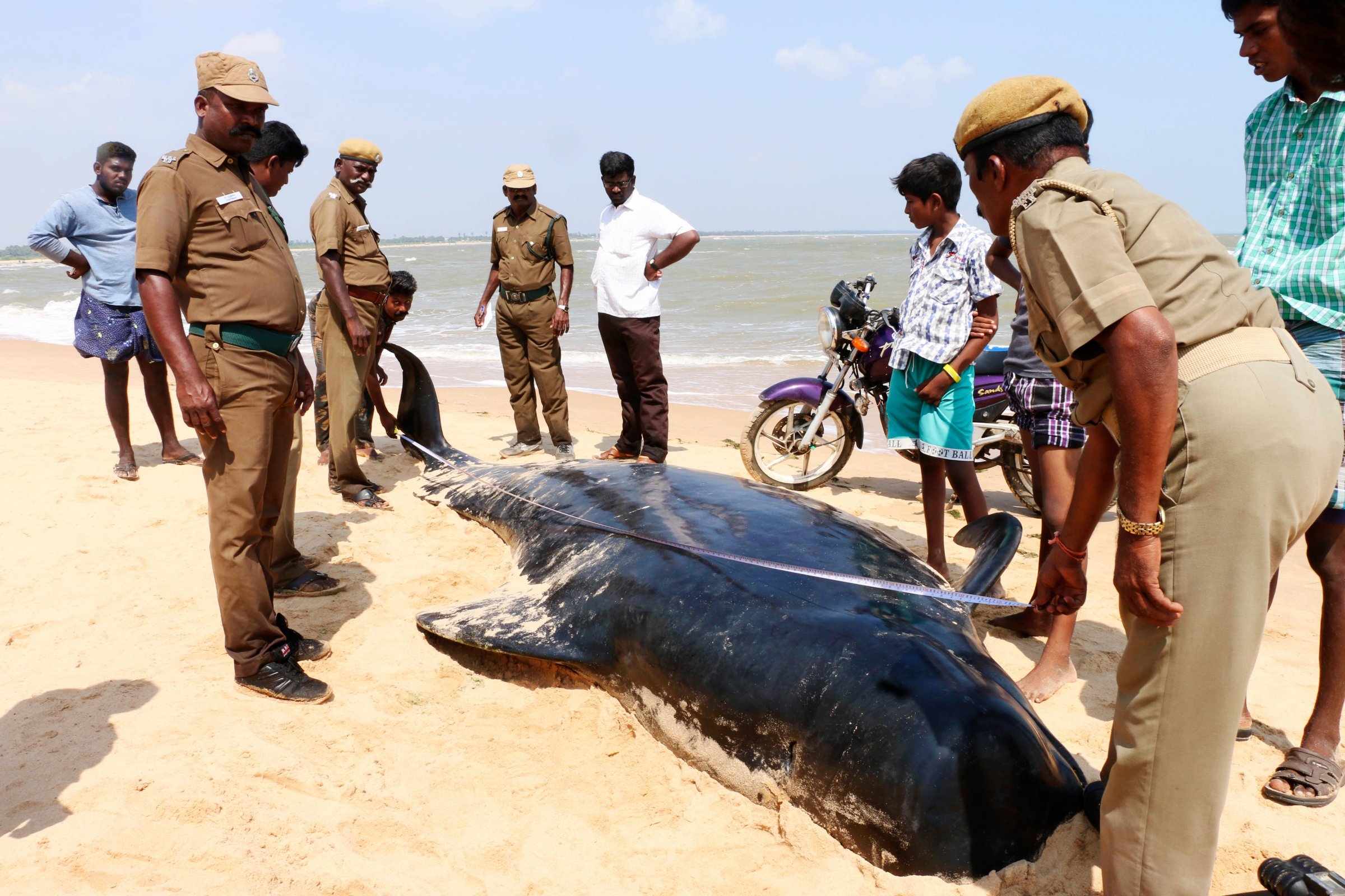 Indian wildlife officials measure one among the dozens of whales that have washed ashore on the Bay of Bengal coast's Manapad beach in Tuticorin district, Tamil Nadu state, India on Tuesday, Jan.12, 2016.