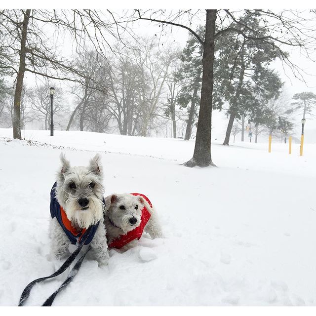 HelioPhilea posted this photo from NYC saying  It's snow day. ❄️ Finally we're getting so much snow in the city. My doggies really enjoy it more than I do. They wanna run and play. I wanna snuggle up on the bed and sleep all day .
