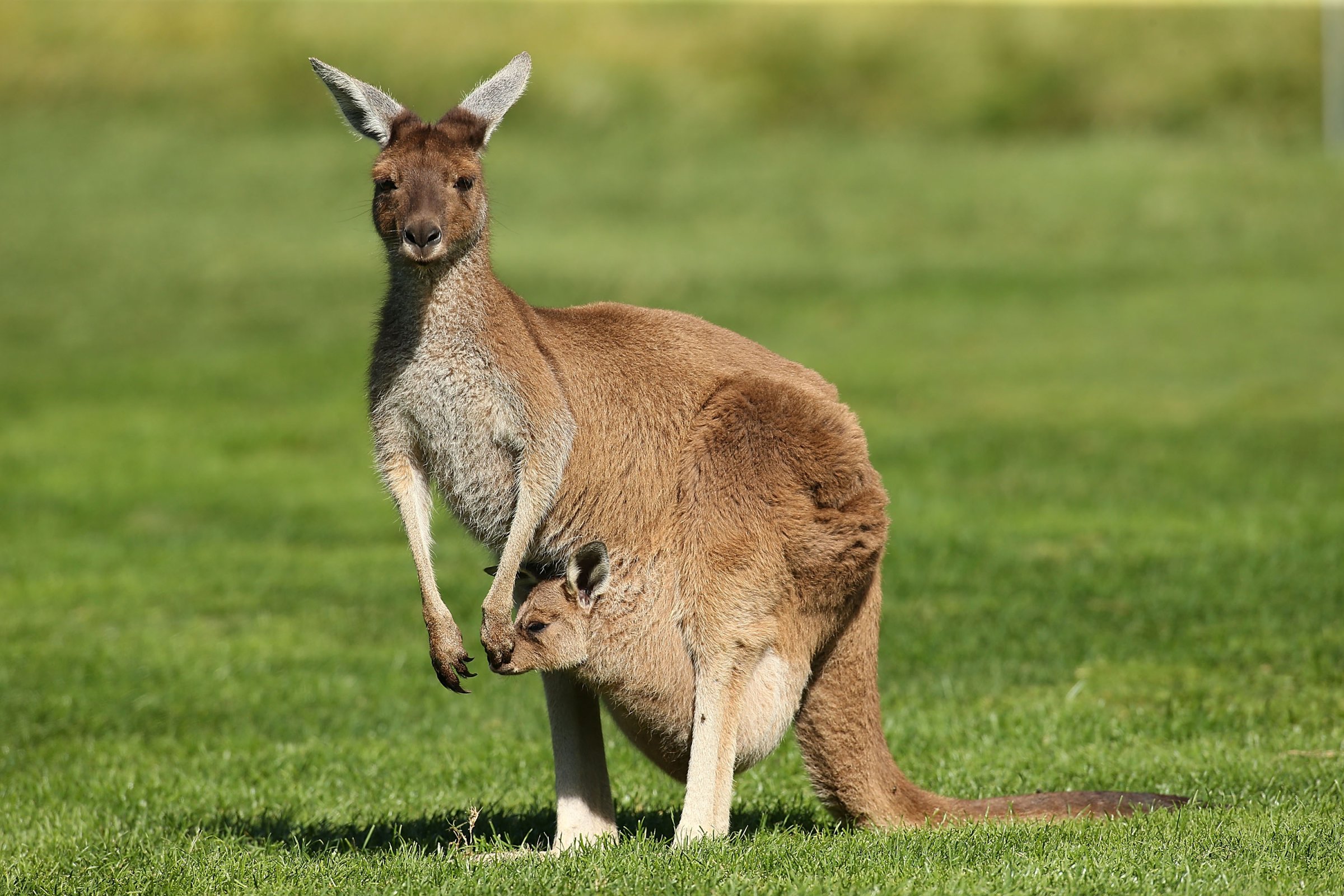 A kangaroo and it's joey sit on the 6th fairway at Lake Karrinyup Country Club on October 17, 2013 in Perth, Australia.