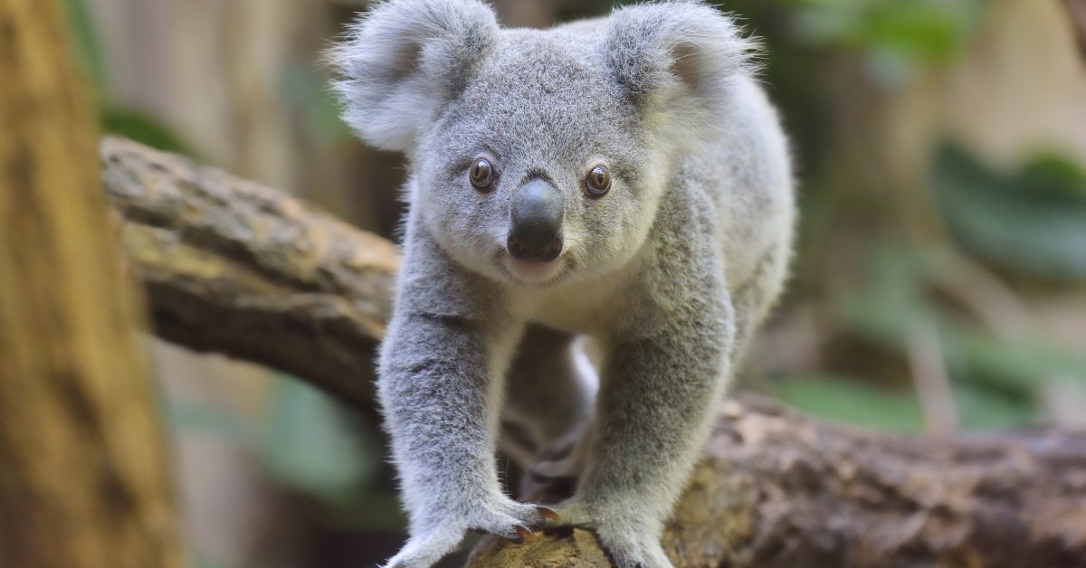 Animals review. Коала. Австралийская коала. Сумчатые животные коала. Phascolarctos cinereus.
