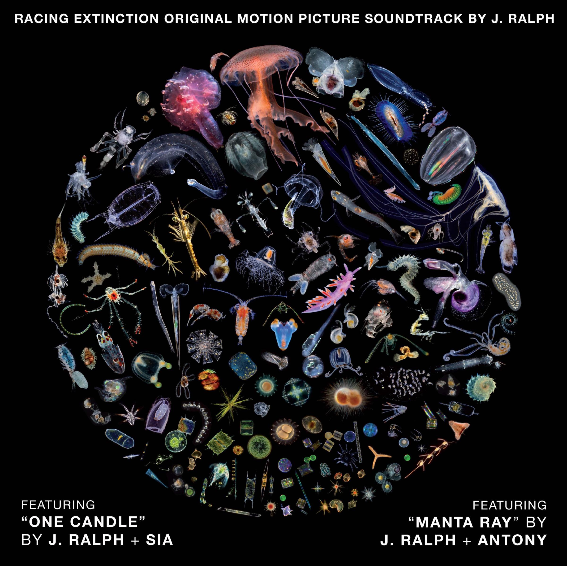 "Manta Ray" by J. Ralph + Antony.