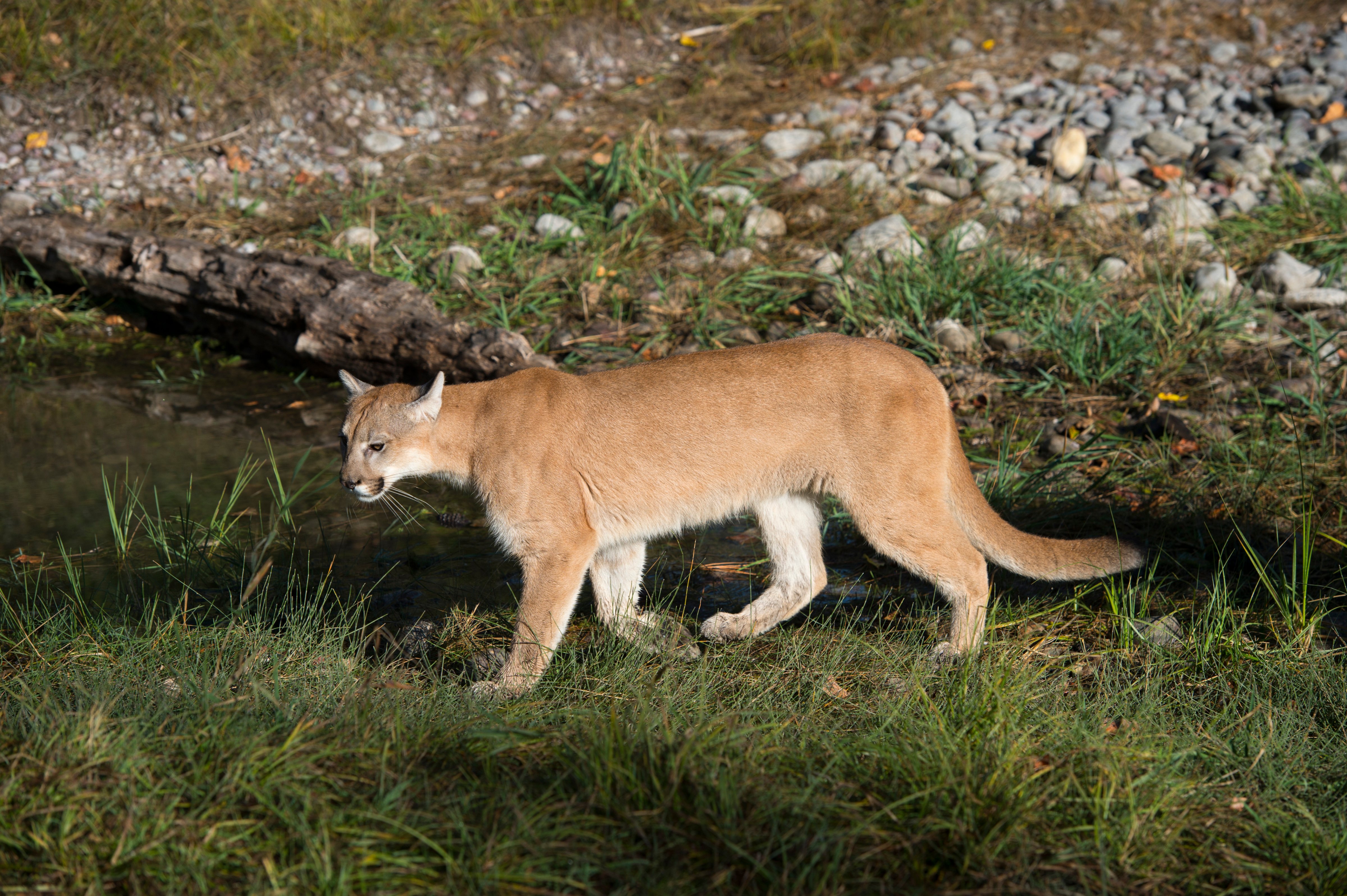 Young cougar (captive), Montana, United States