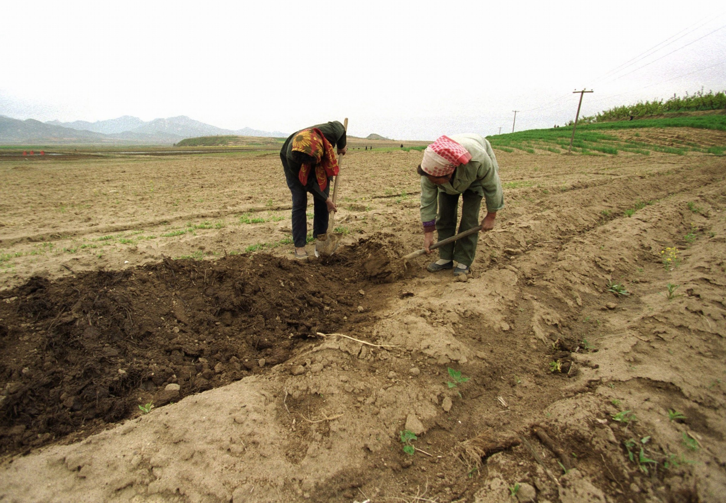 Woman farmers working in the fields in North Korea in this undated photograph.