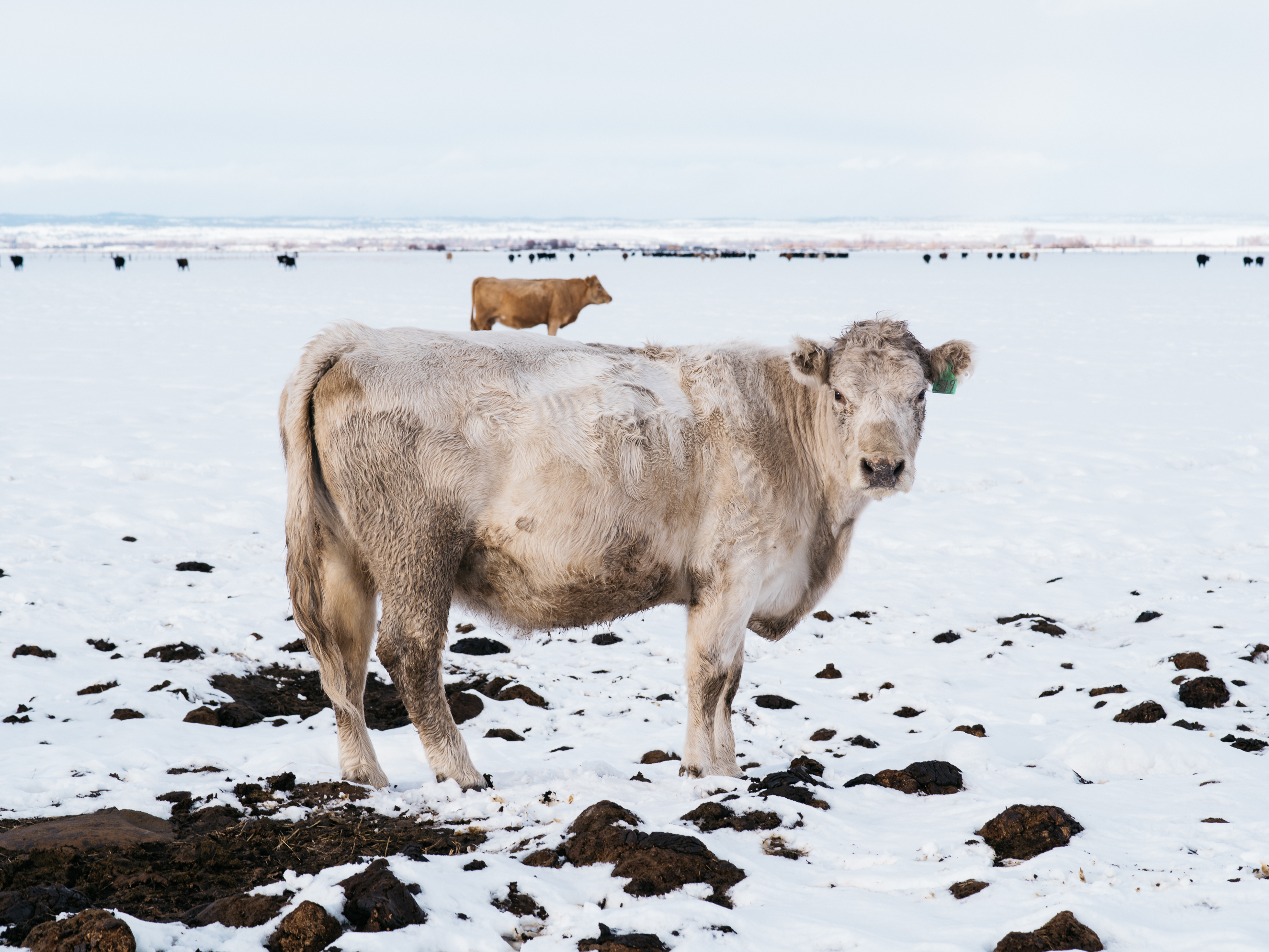 A cow stands along Greenhouse Lane, runs from Burns to the Malheur National Wildlife Refuge, on Jan. 16, 2016.