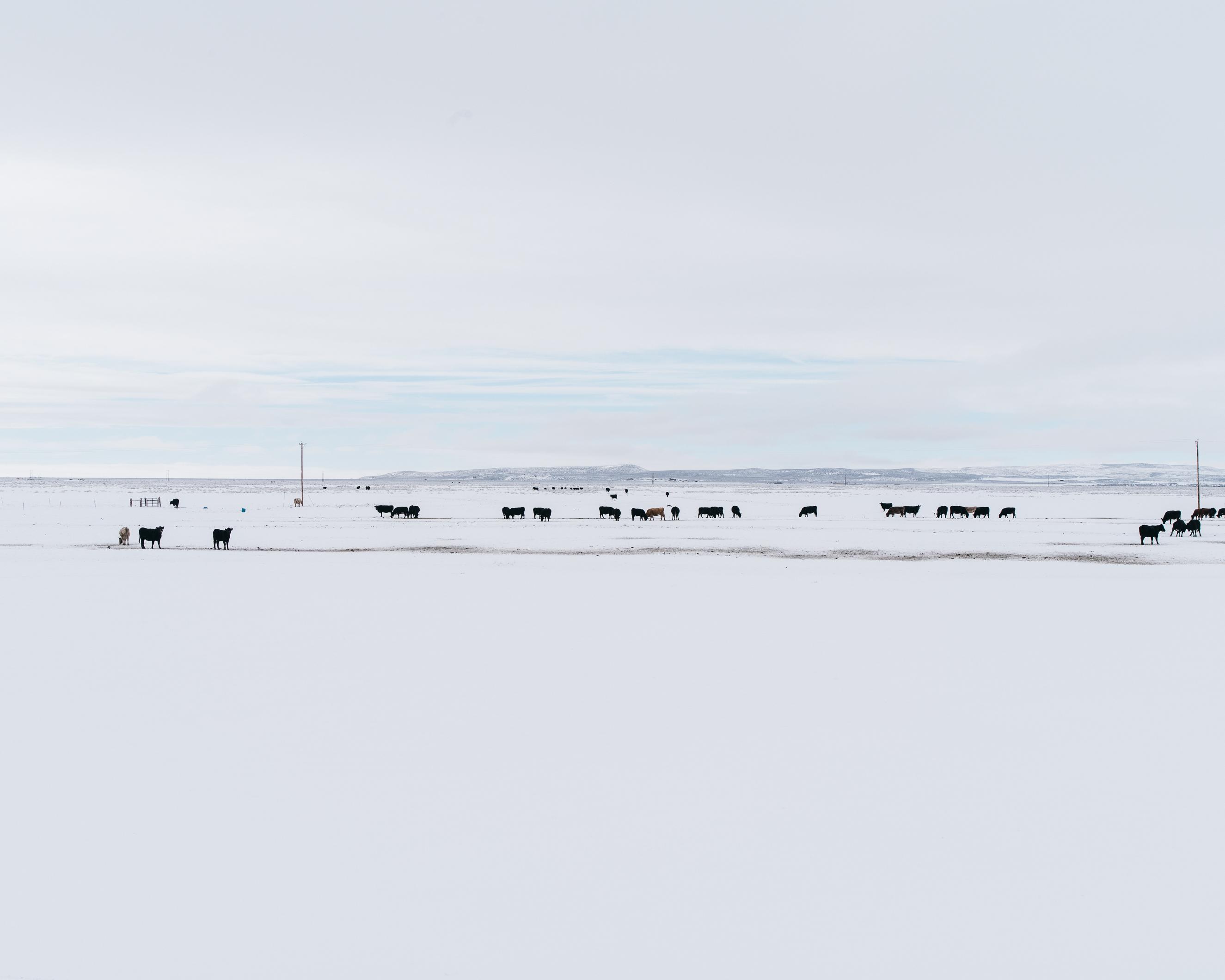Cattle graze on private land off the road between Burns, Ore., and the Malheur National Wildlife Refuge, on Jan. 11, 2016