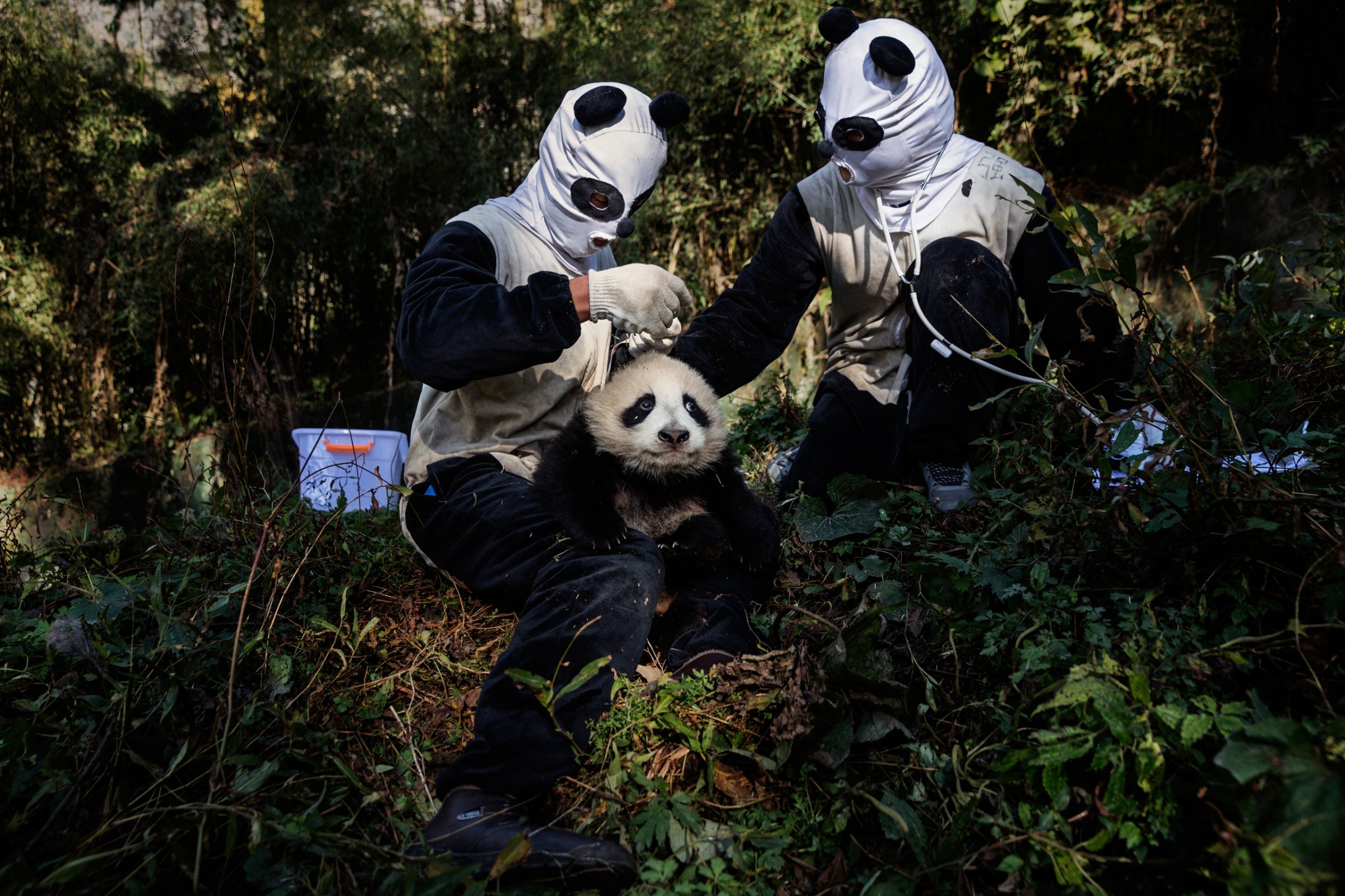 Dressed in panda costumes, researchers in Wolong, the home of China’s panda-conservation efforts, check a 4-month-old female cub