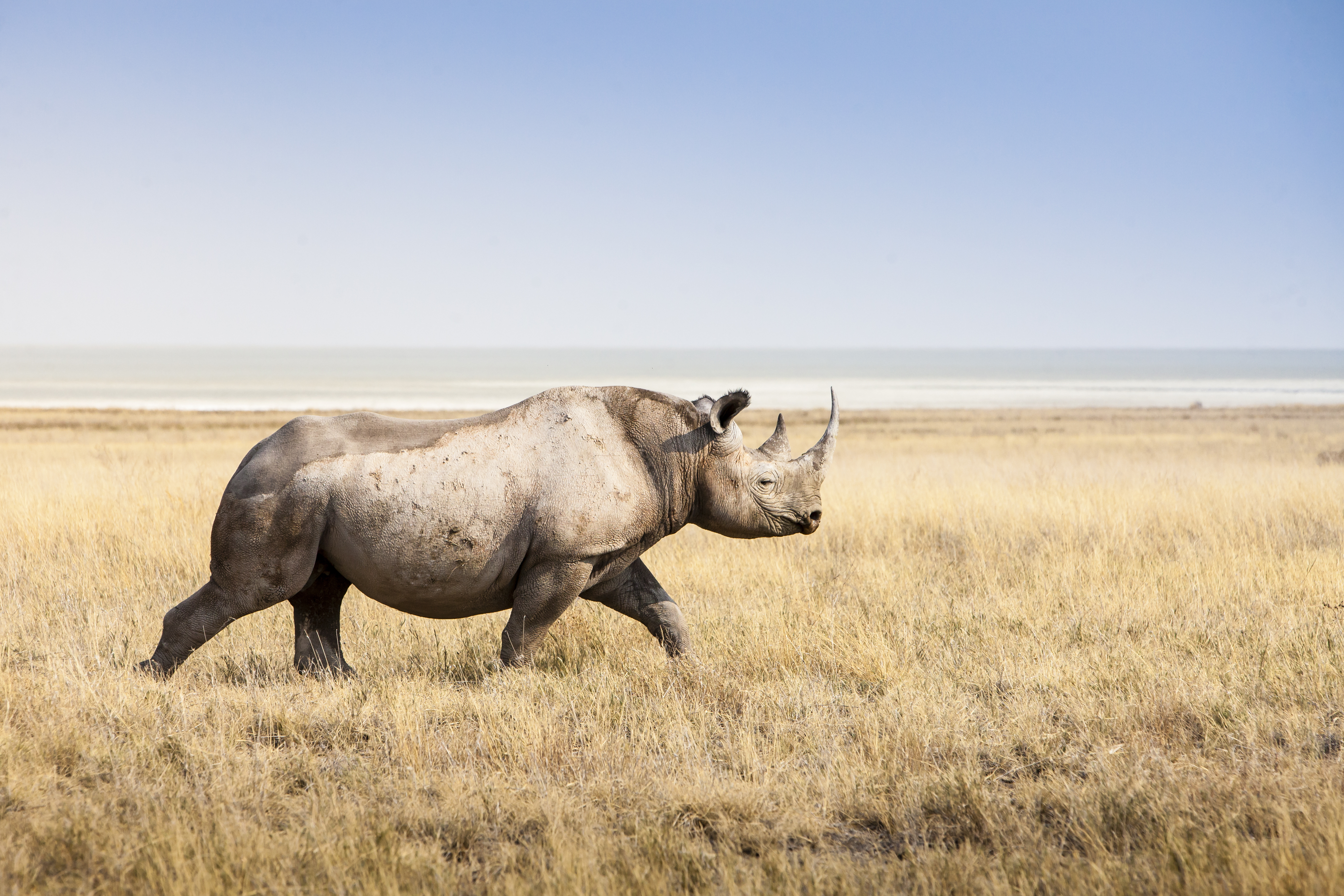 The Growing Debate Over Legalizing the Rhino Horn Market | Time