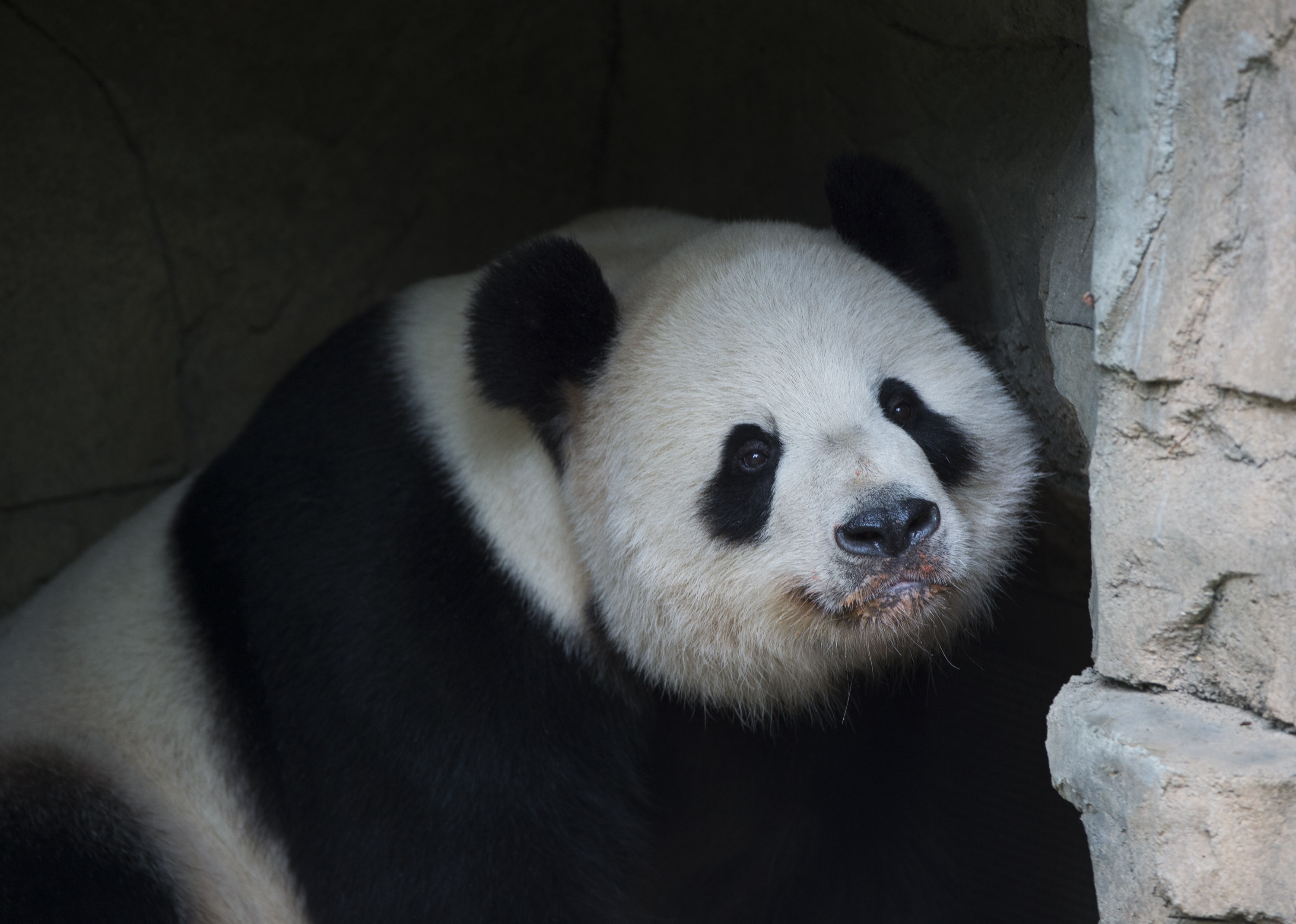 Giant Panda Tian Tian rests at the Smithsonian National Zoo on Sept. 25, 2015 in Washington, DC. (Molly Riley—AFP/Getty Images)