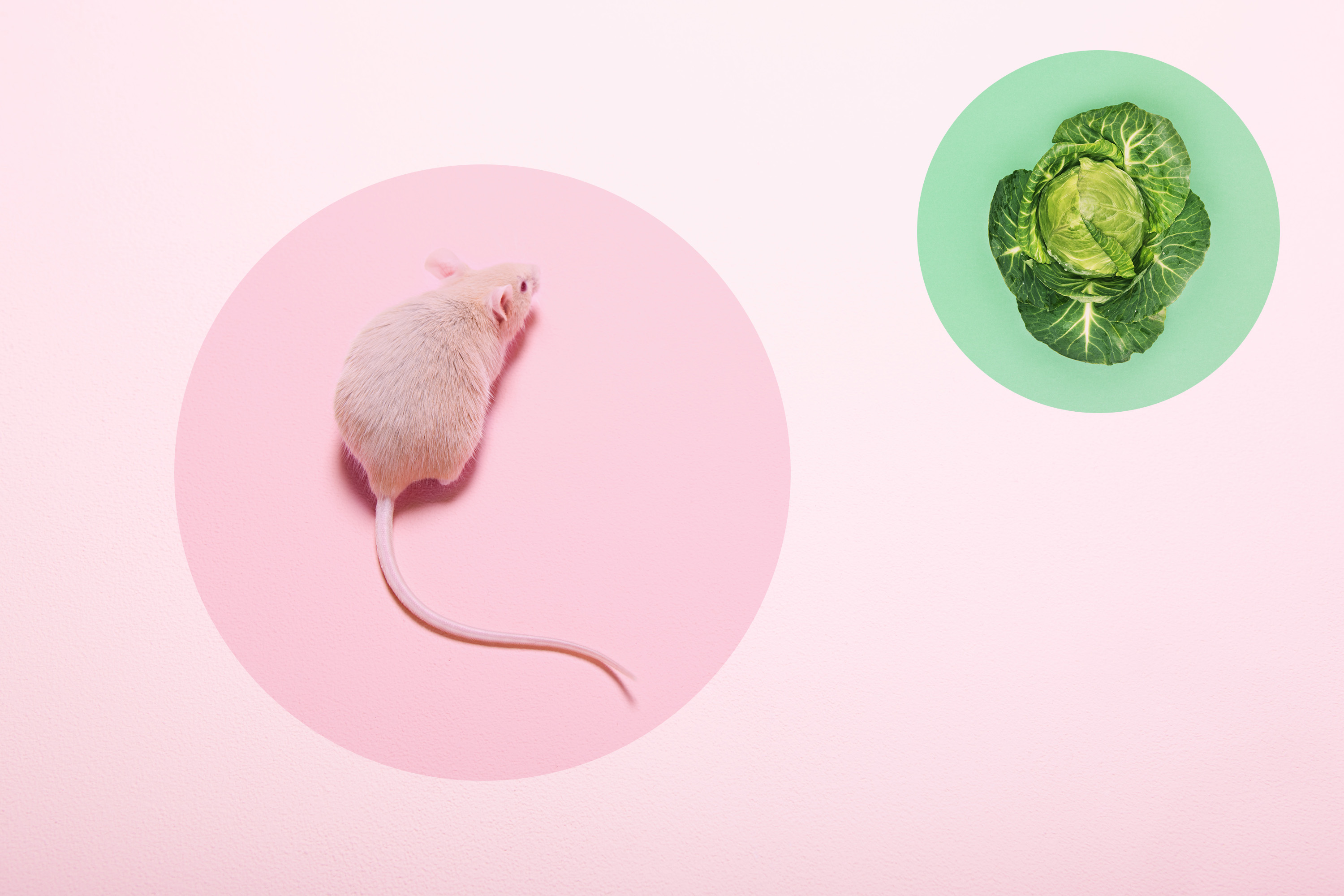 time-health-gut-bugs-fiber-mice-study