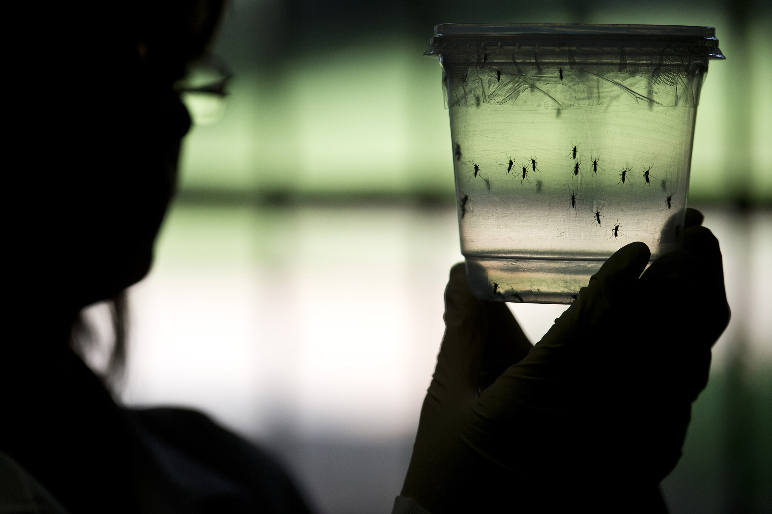 A researcher looks at Aedes aegypti mosquitoes kept in a container at a lab of the Institute of Biomedical Sciences of the Sao Paulo University, on January 8, 2016 in Sao Paulo, Brazil. Researchers at the Pasteur Institute in Dakar, Senegal are  in Brazil to train local researchers to combat Zika virus epidemic.  AFP PHOTO / NELSON ALMEIDANELSON ALMEIDA/AFP/Getty Images