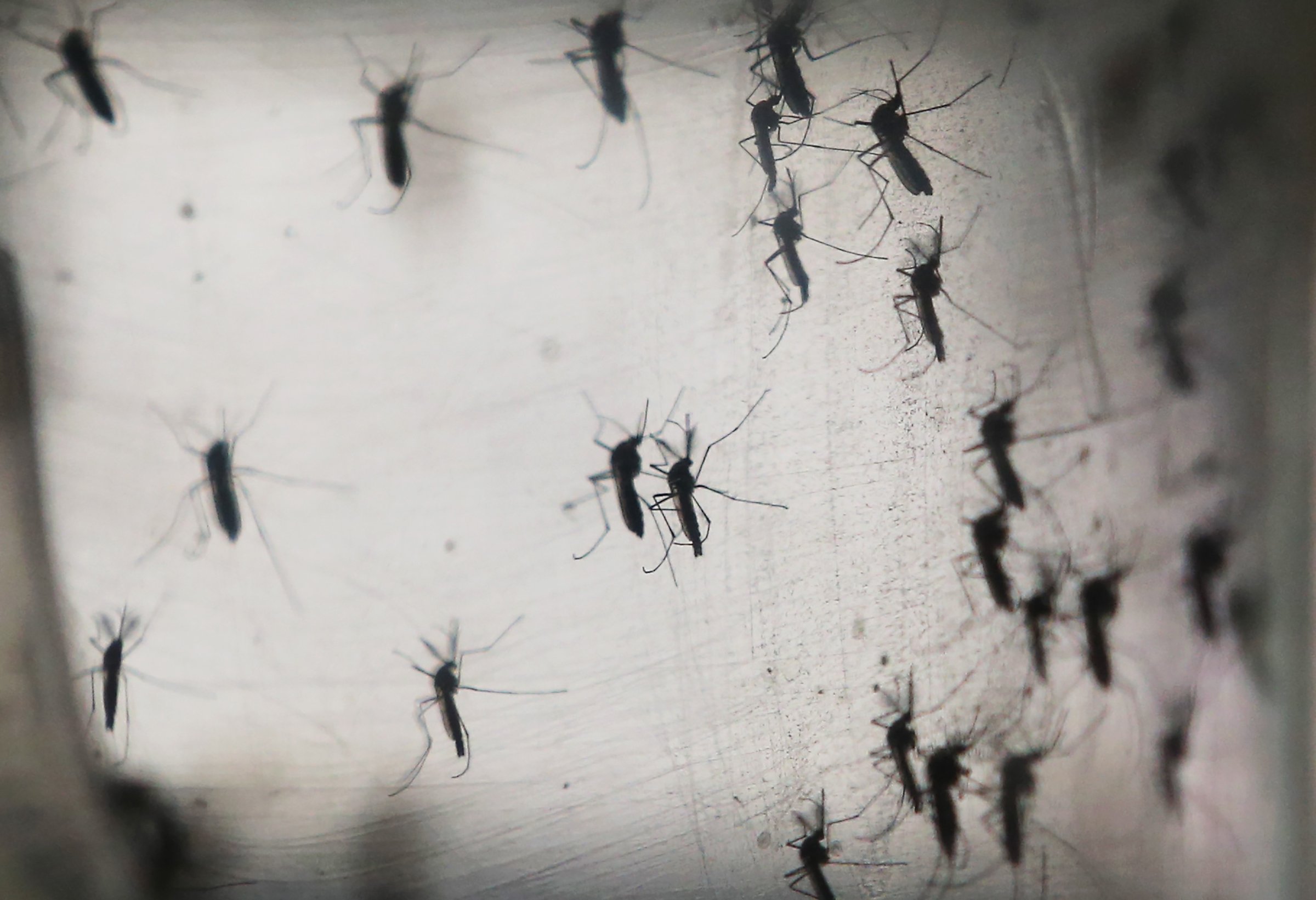 Aedes aegypti mosquitos are seen in a lab at the Fiocruz institute in Recife, Pernambuco state, Brazil on Jan. 26, 2016. The mosquito transmits the Zika virus and is being studied at the institute.