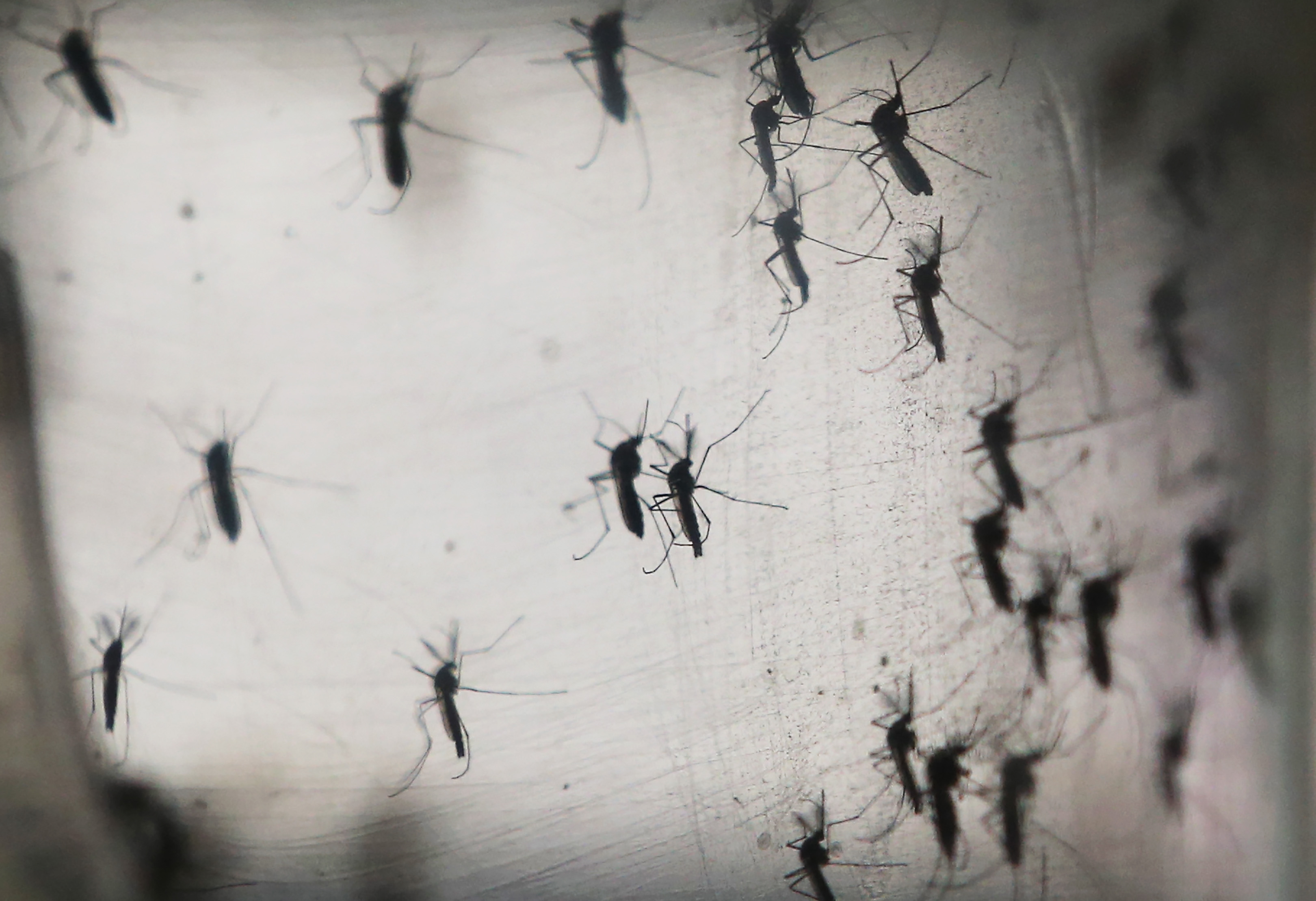 Aedes aegypti mosquitos are seen in a lab at the Fiocruz institute in Recife, Pernambuco state, Brazil on Jan. 26, 2016. The mosquito transmits the Zika virus and is being studied at the institute. (Mario Tama—Getty Images)