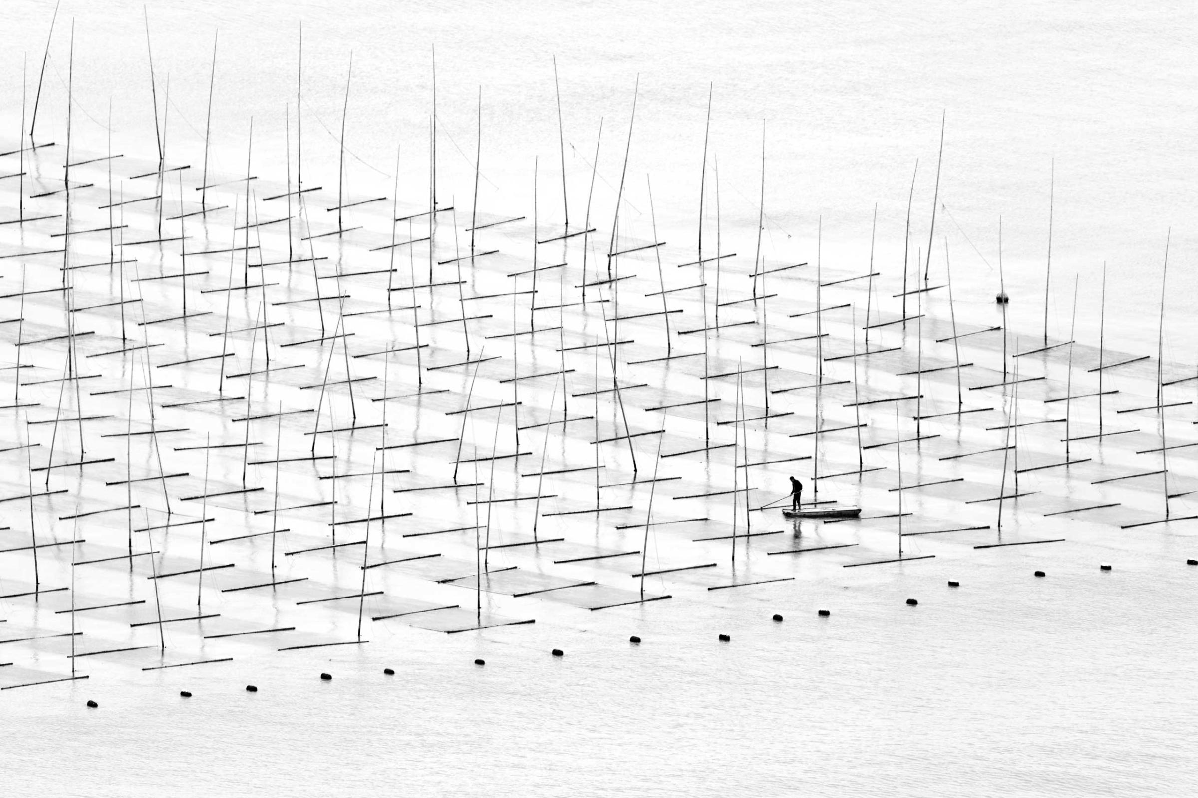 A fisherman is farming the sea in between the bamboo rods constructed for aquaculture off the coast in southern China.