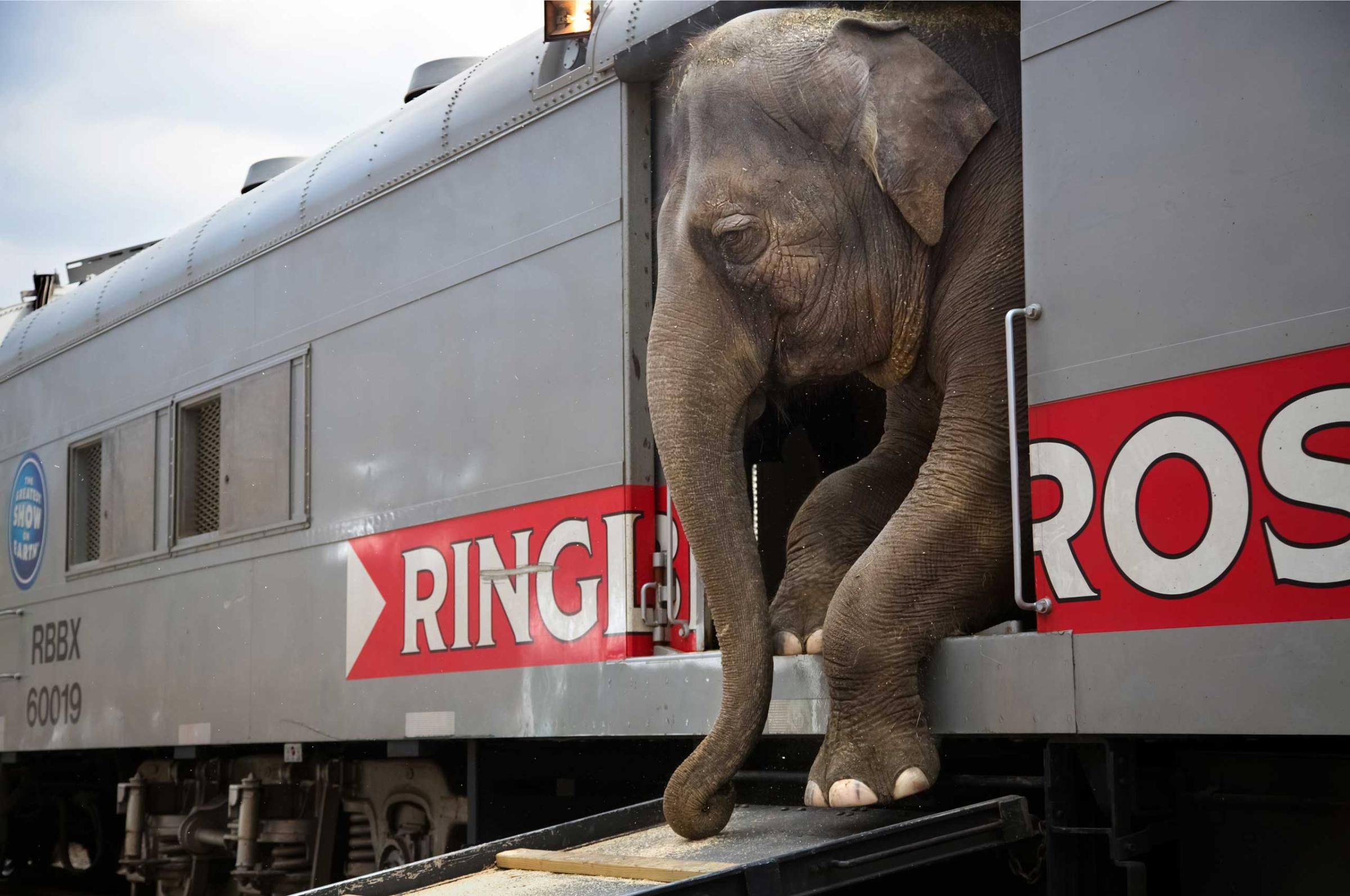 An elephant making its way toward the arena. The elephants will be retired from the circus in 2018.