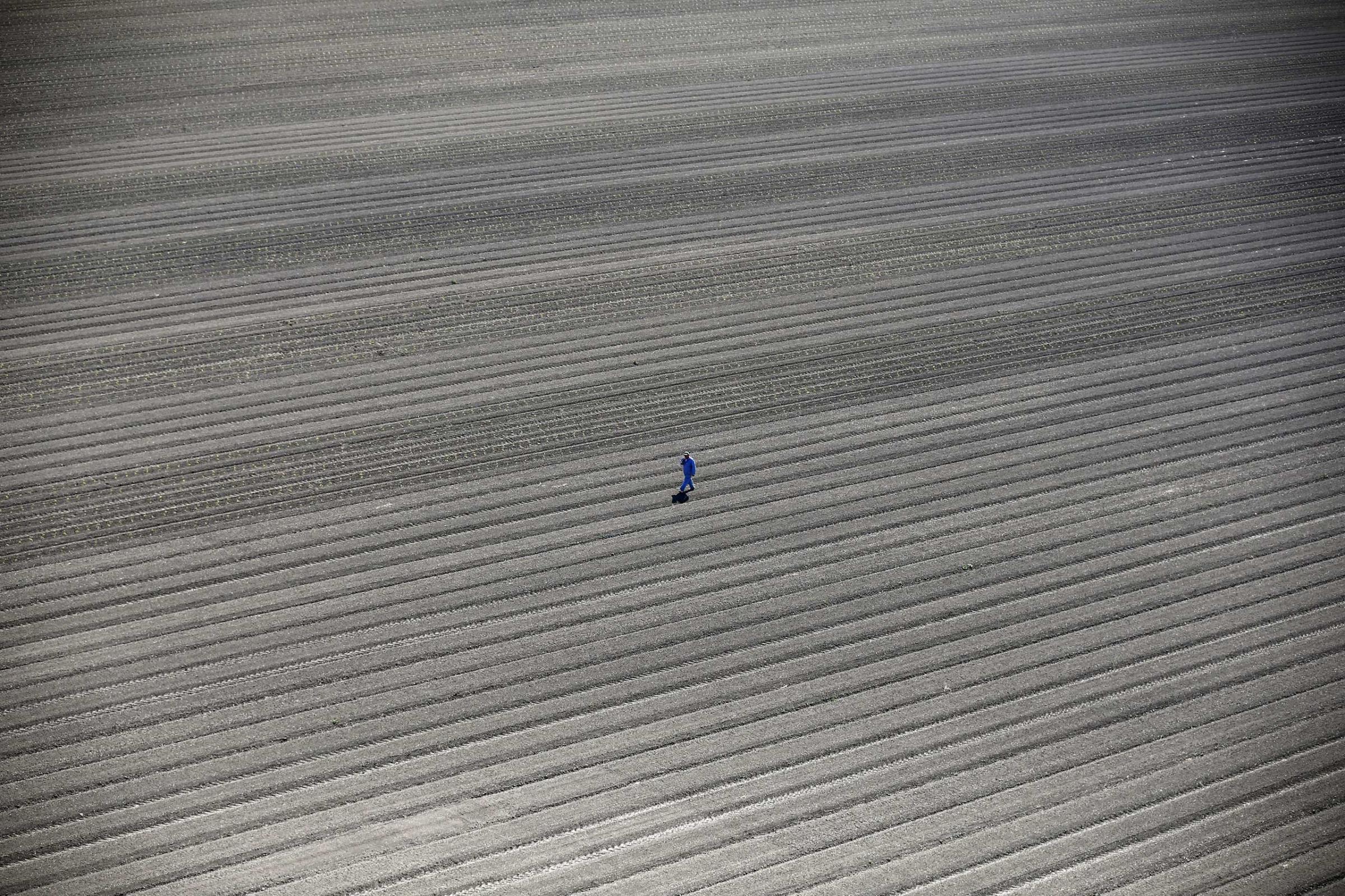 A worker walks through farm fields in Los Banos, Calif., May 5, 2015.