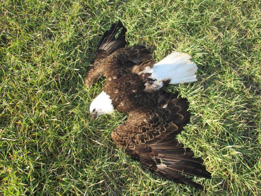 One of the mature bald eagles found dead at a Maryland-area farm. (Maryland Natural Resources Police)