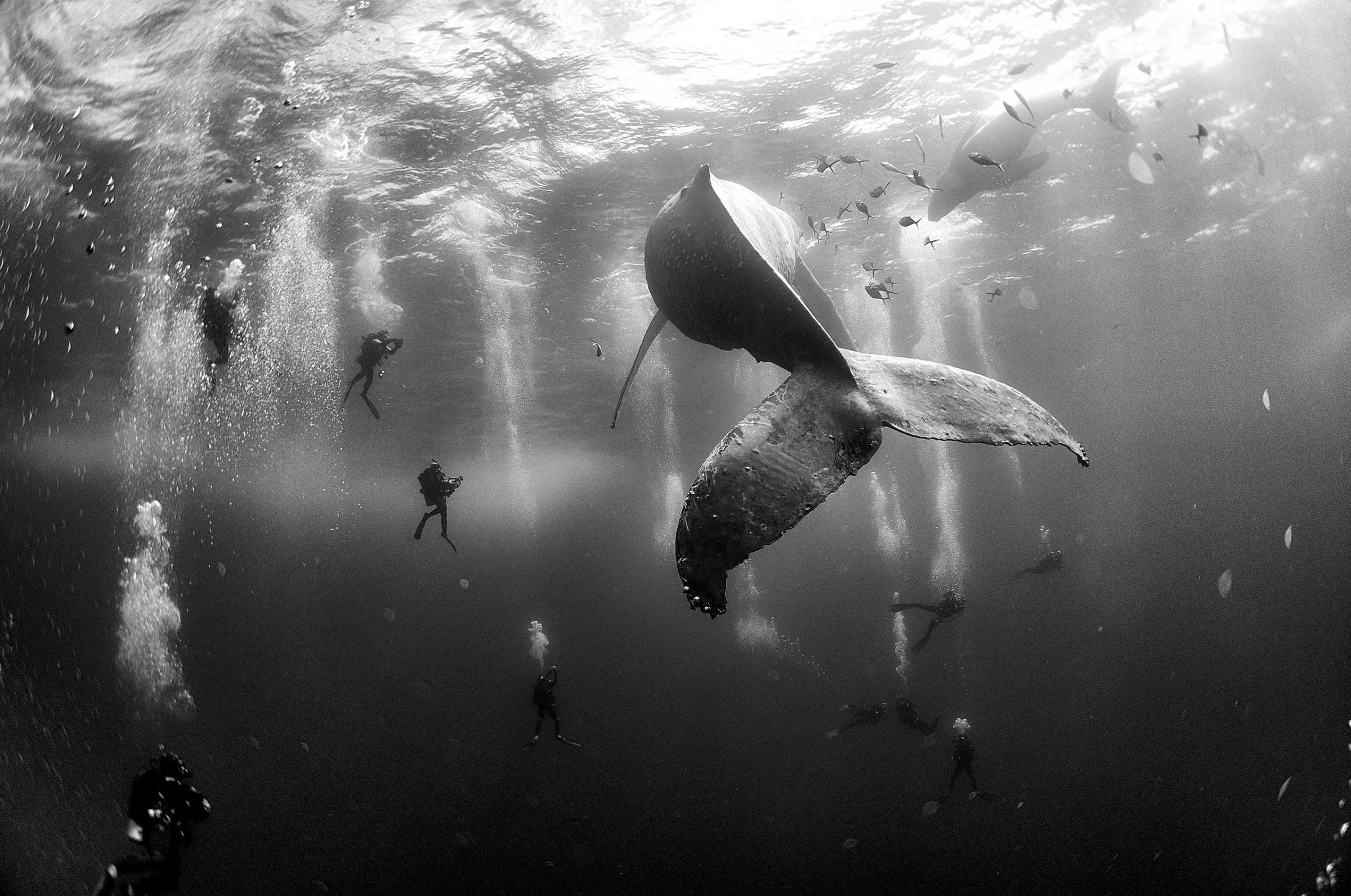 Nature, 2nd prize singles. Divers observe and surround a humpback whale and her newborn calf whilst they swim around Roca Partida in the Revillagigedo Islands, Mexico, Jan. 28, 2015.