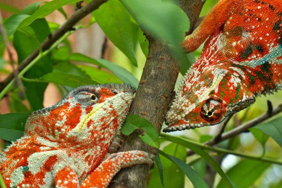 Nature, 3rd prize stories. Madagascar holds more than half of the world's chameleon species; however, as a result of deforestation causing habitat loss, 50 percent of the chameleon species is endangered.