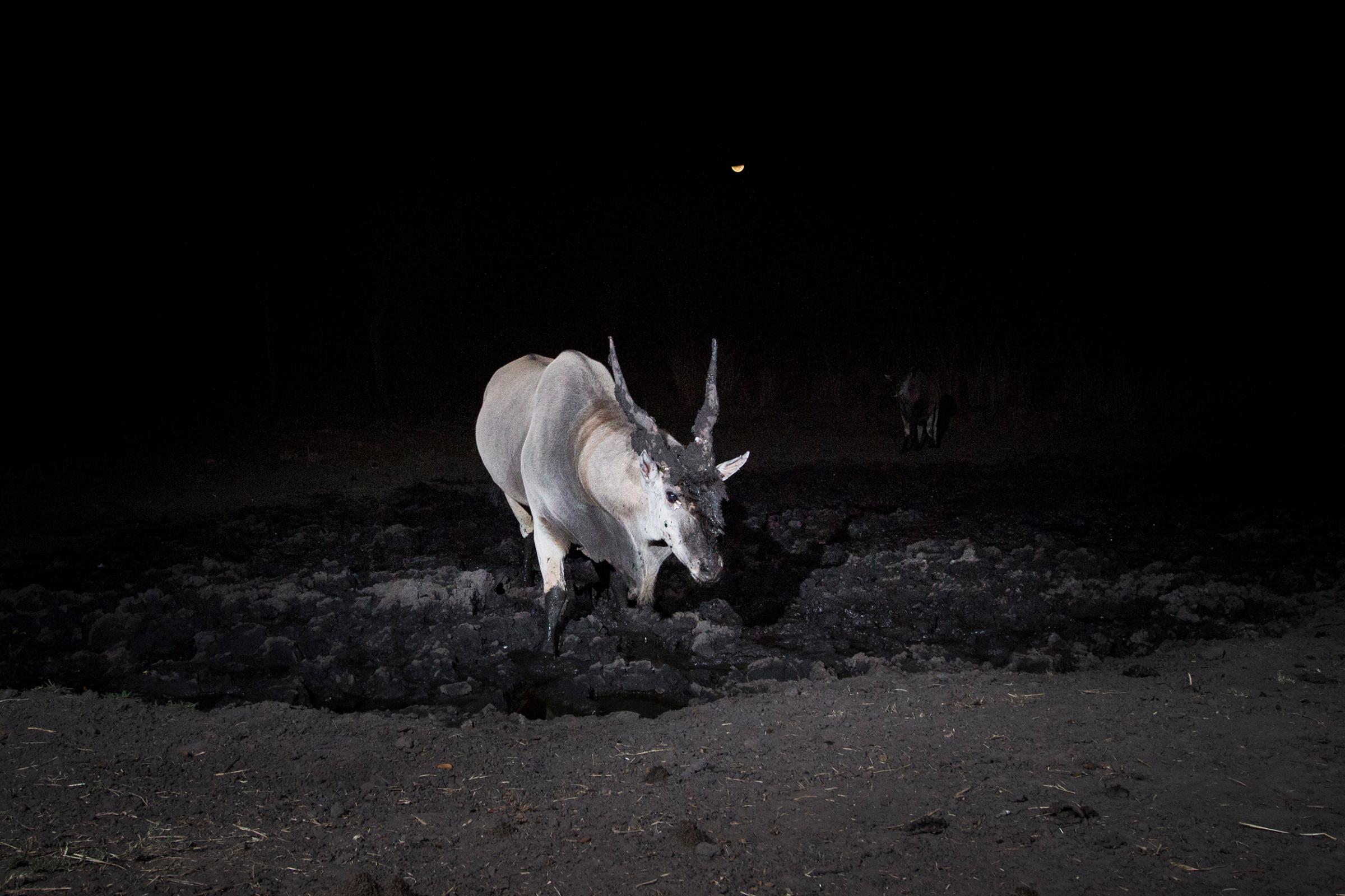 A camera trap image of an eland using Camtraptions PIR motion sensor.