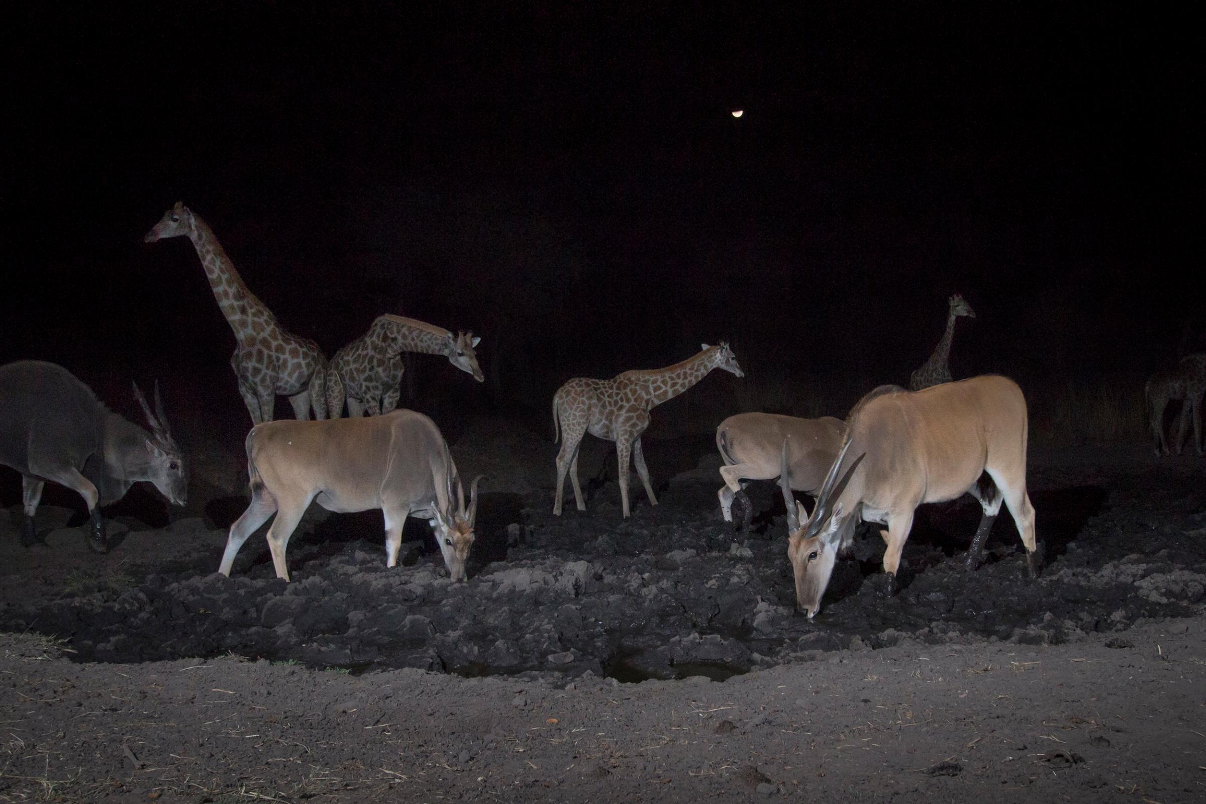 A camera trap image of elands and giraffes using Camtraptions PIR motion sensor.