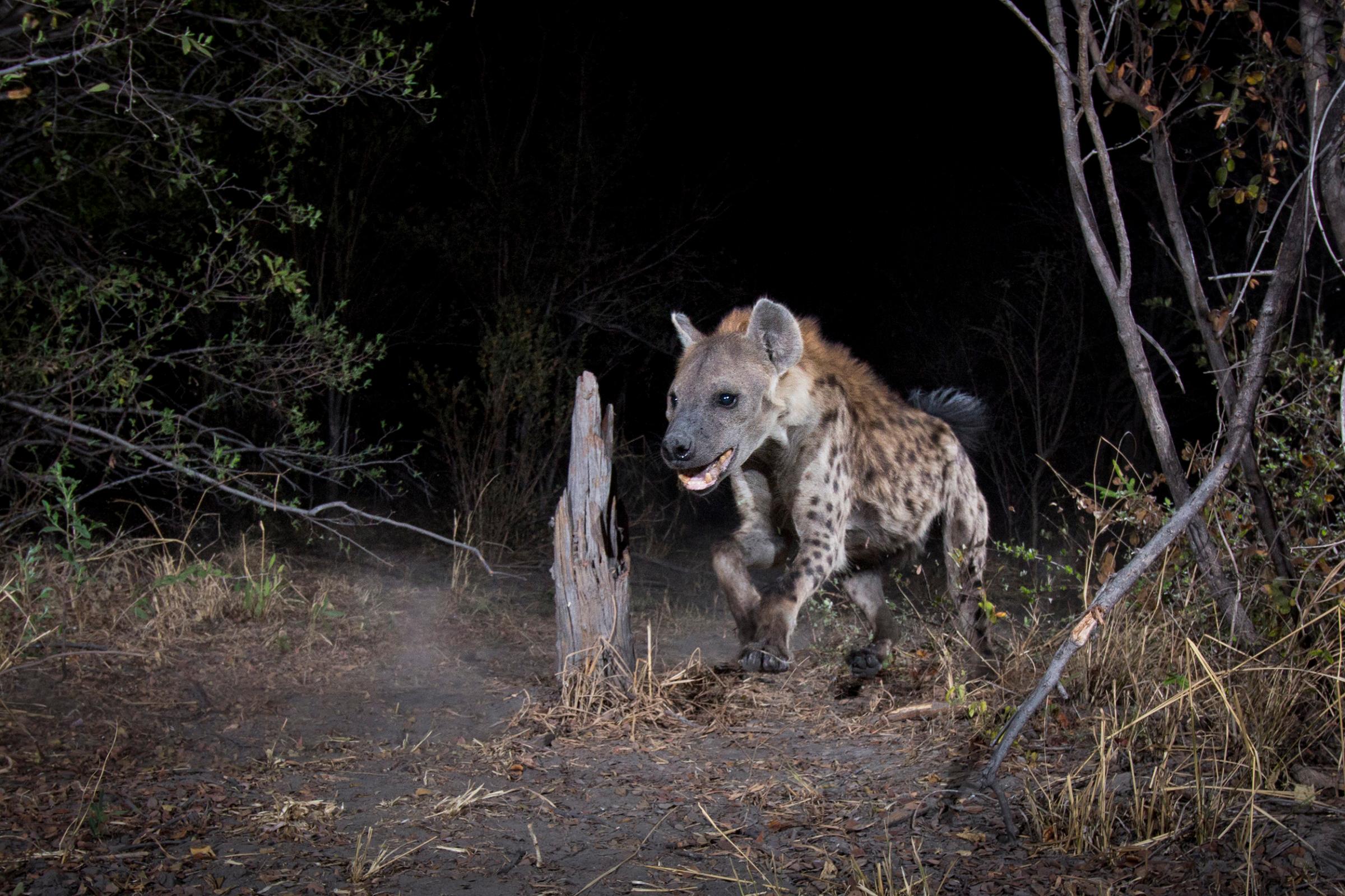 A camera trap image of a hyena fowl using Camtraptions PIR motion sensor.