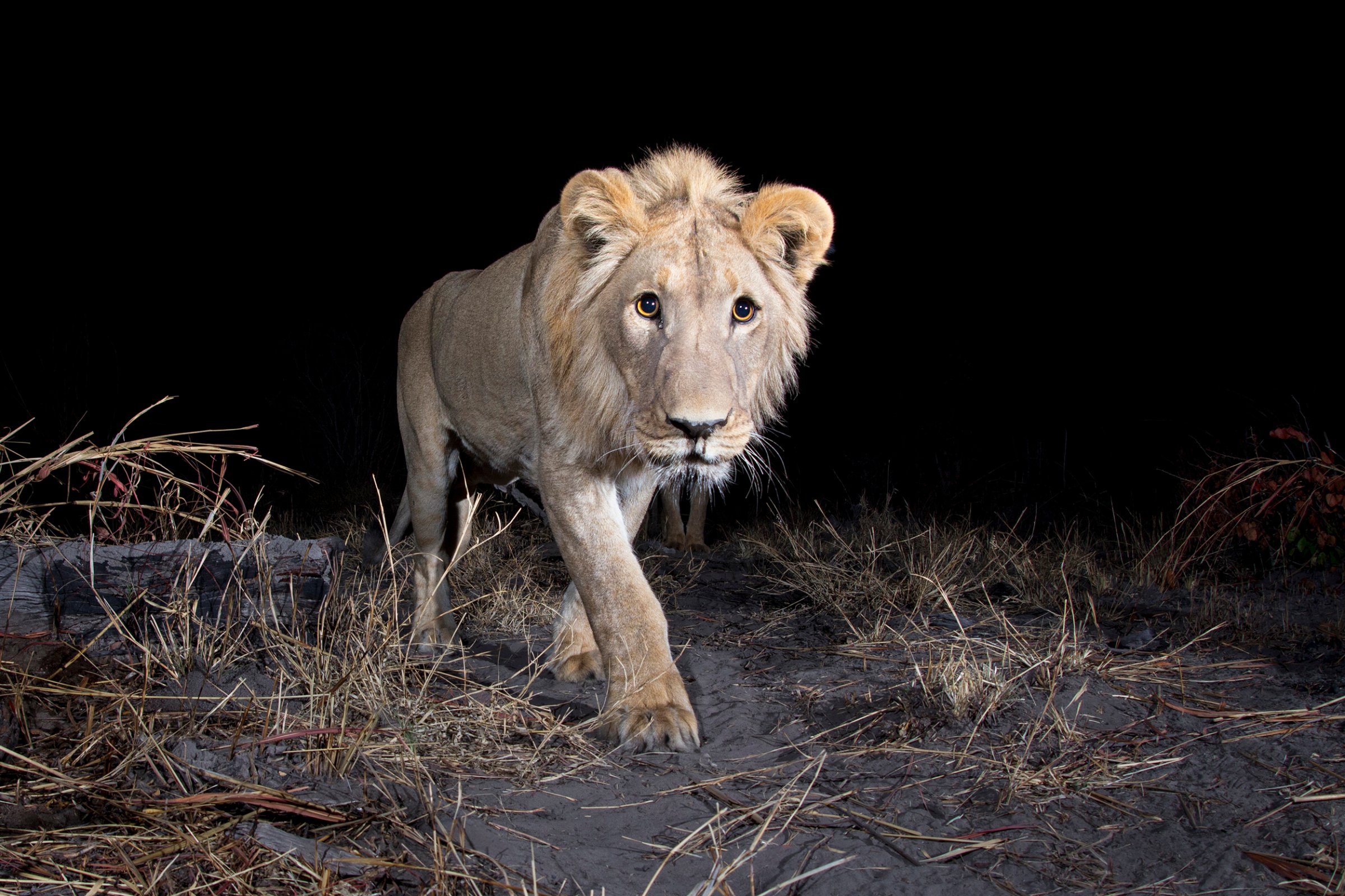 A camera trap image of a lion using Camtraptions PIR motion sensor.