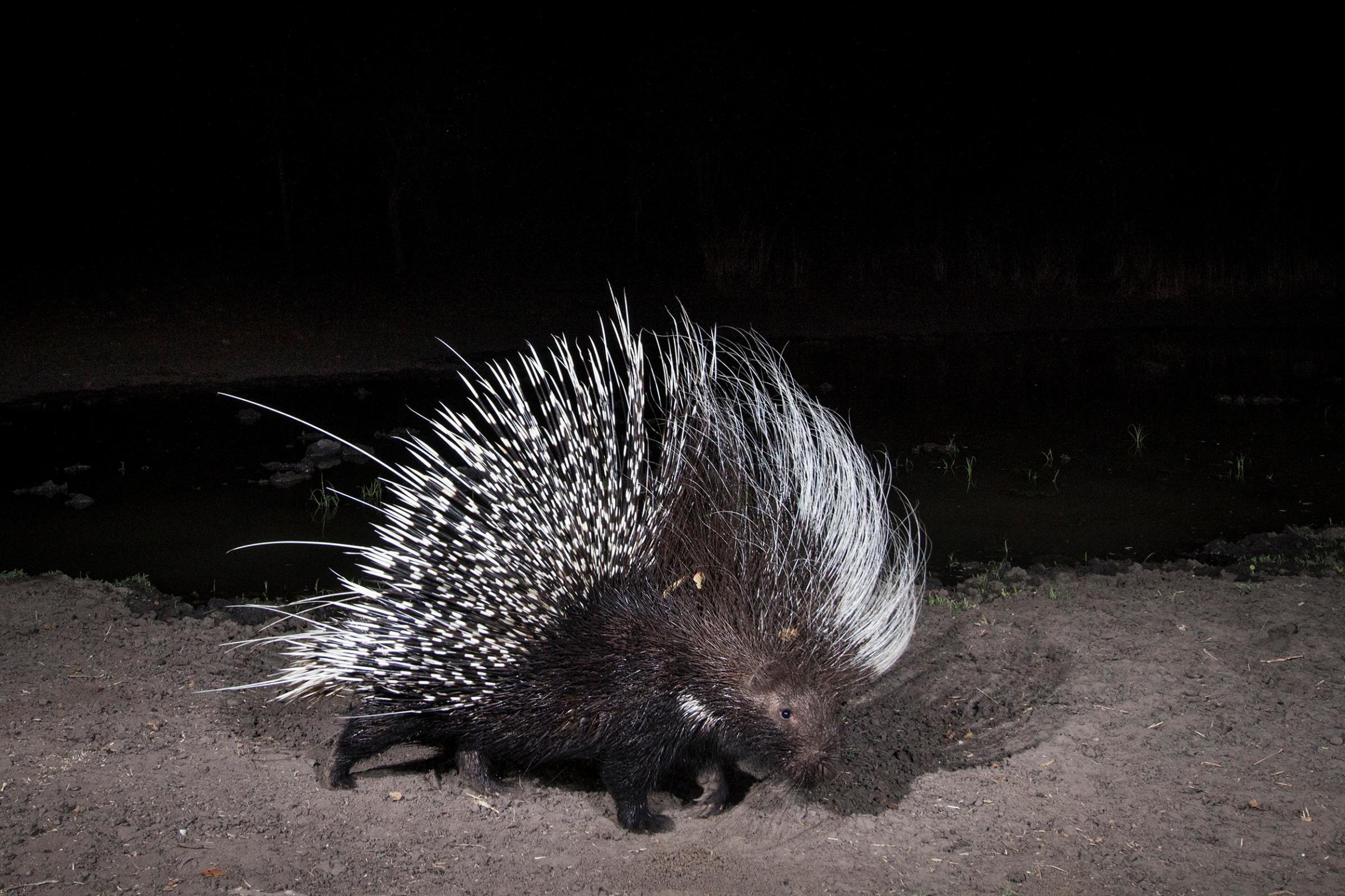 A camera trap image of a porcupine using Camtraptions PIR motion sensor.