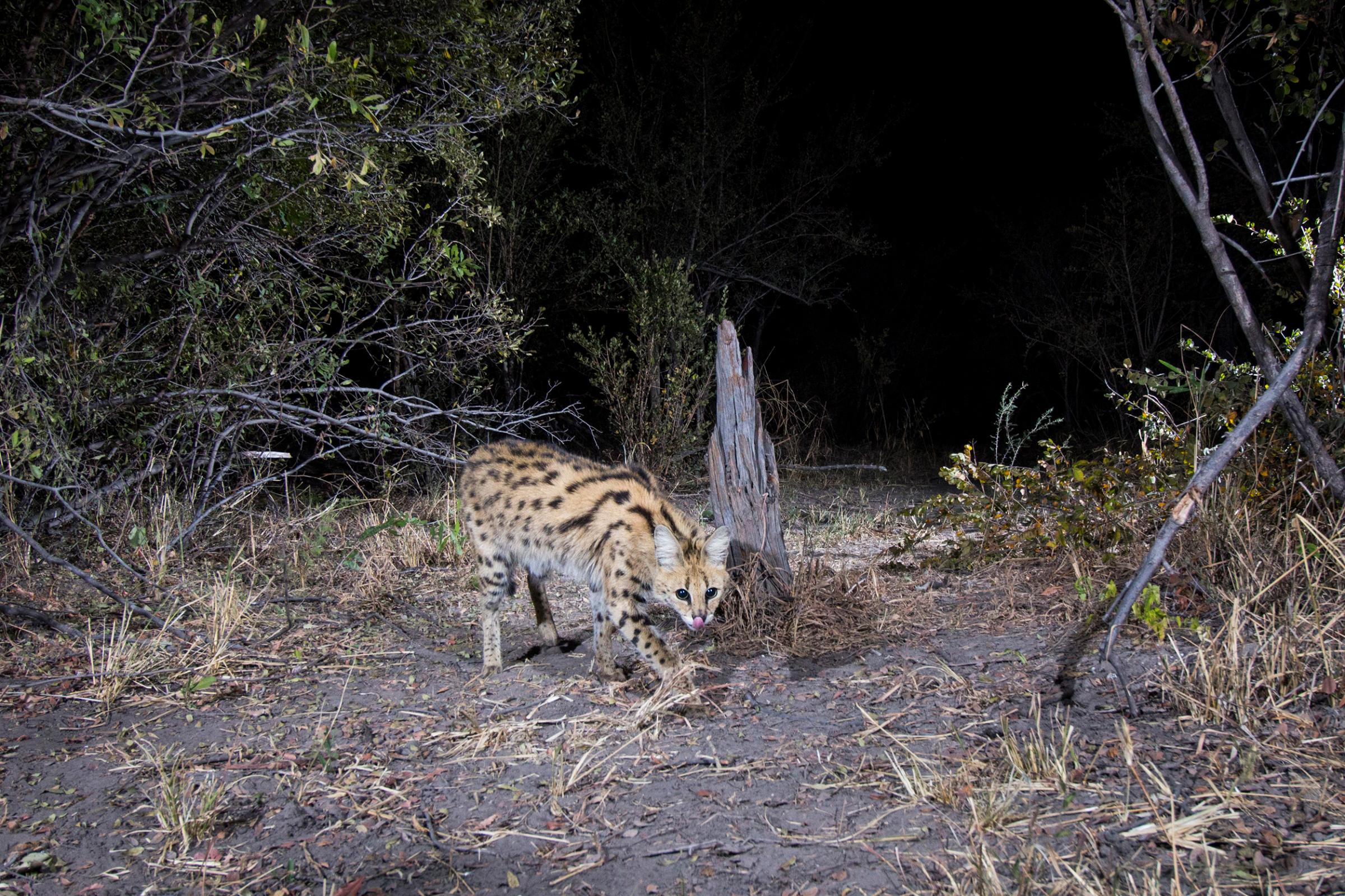 A camera trap image of a serval using Camtraptions PIR motion sensor.
