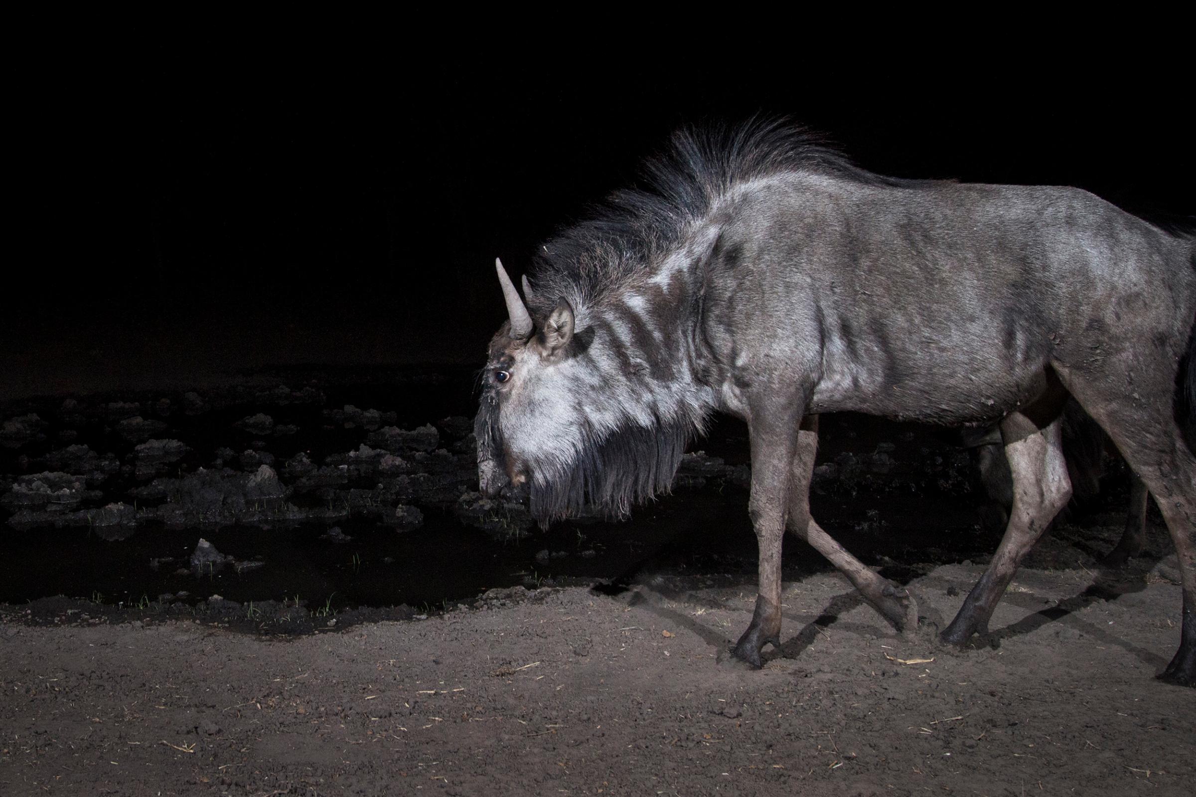 A camera trap image of a wildebeest using Camtraptions PIR motion sensor.