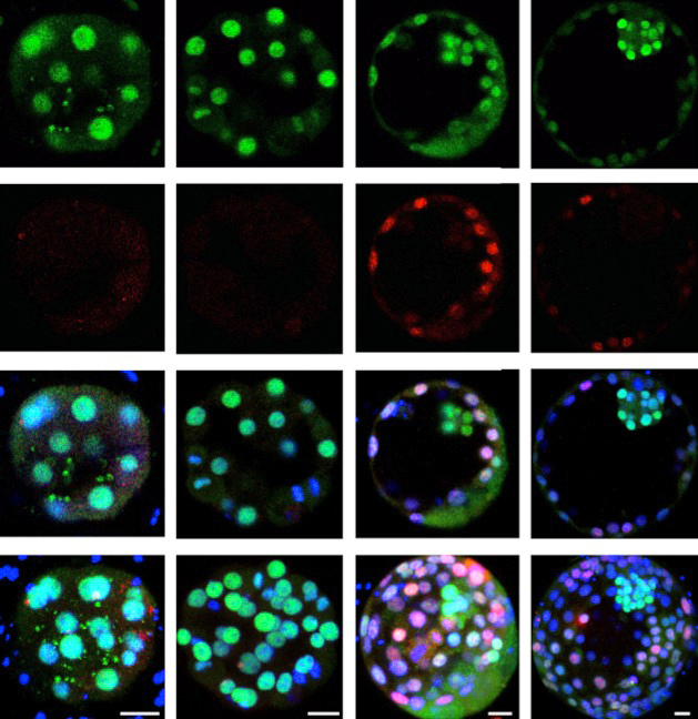 Human-embryo-genes-illuminated-snipped-using-CRISPR-Cas9
