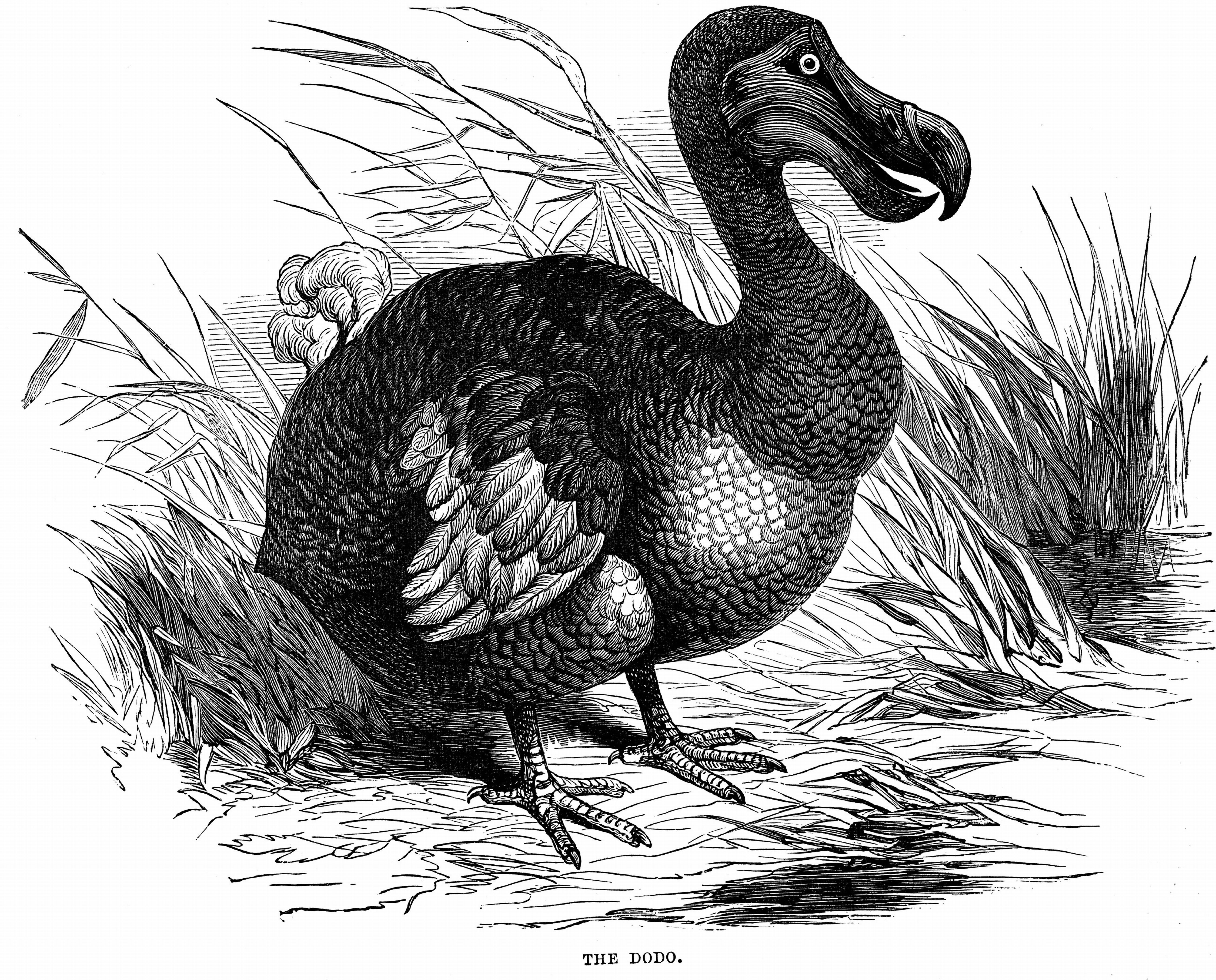 First observed by Portuguese sailors in about 1507, by 1681 the Dodo was extinct due to a combination of circumstances including killing for food by men, introduction of animals such as the rate, and destruction of habitat. Wood engraving 1884. (Universal History Archive—Getty Images)
