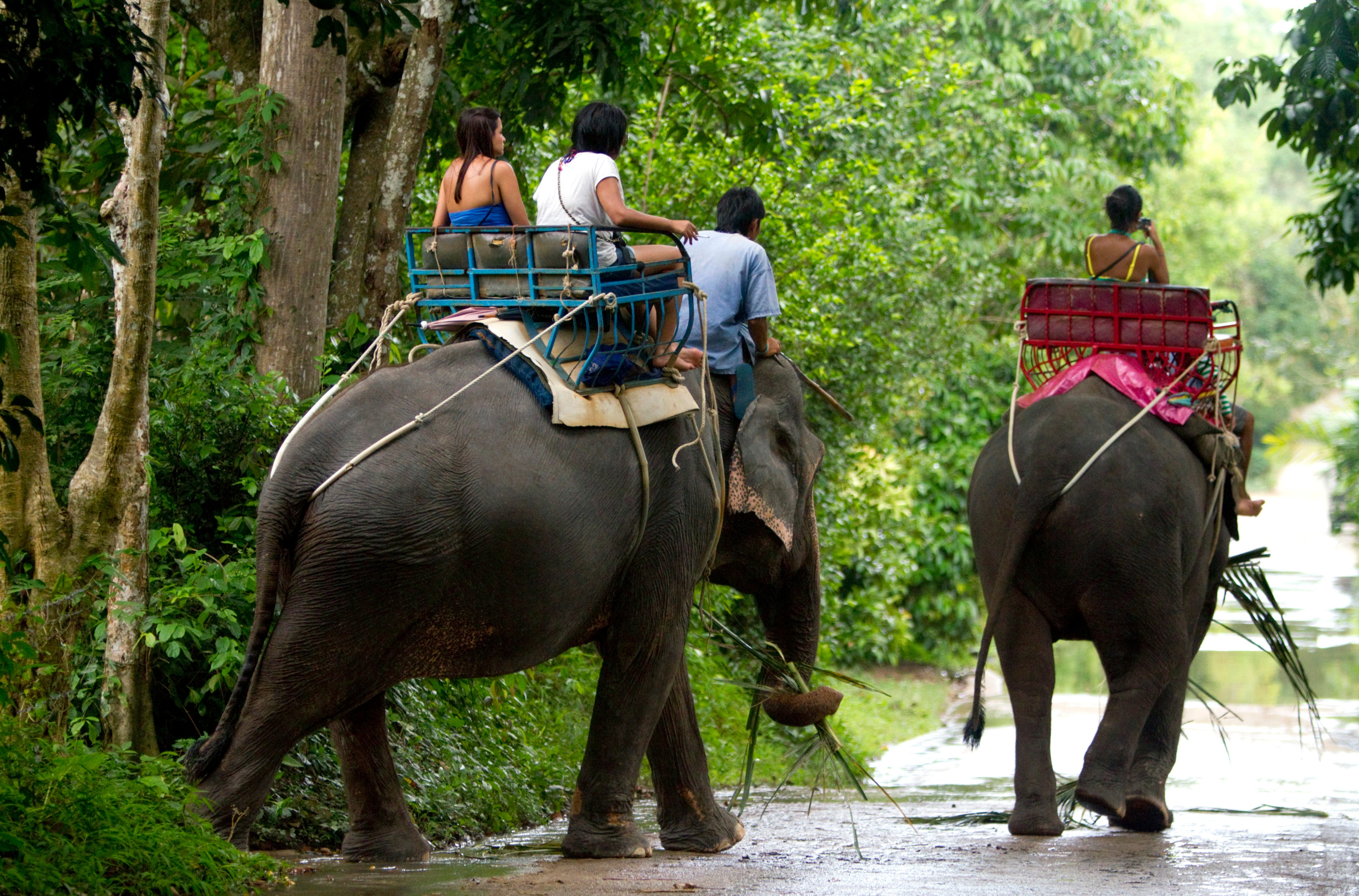 Tourists ride atop Asian elephants in Koh Samui, Thailand (Getty Images)